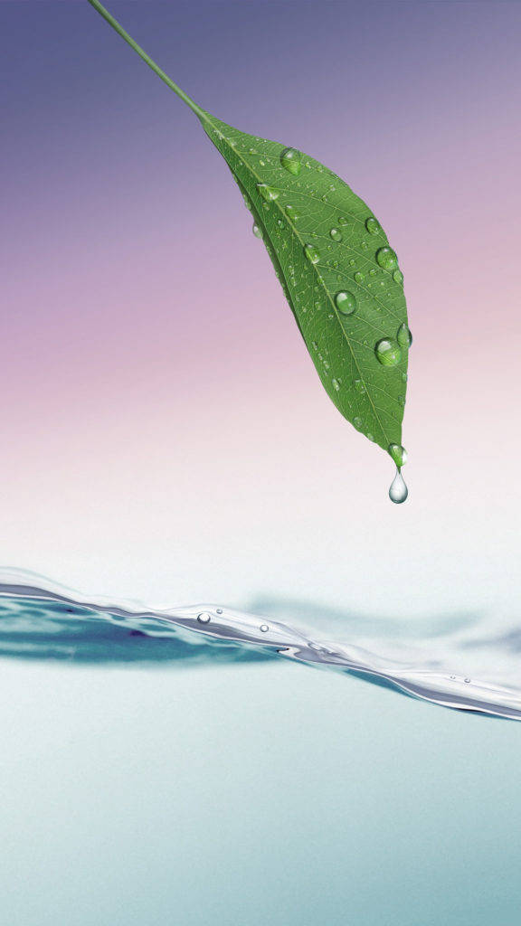 HD Water 桌布 壁紙 — 一片充滿活力的綠色葉子，帶有閃閃發光的水滴，懸浮在平靜的藍色水面上，背景是柔和的紫色和粉紅色漸變天空。