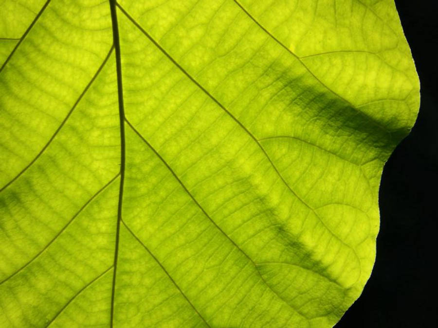 Greenery 桌布 壁紙 — 一片充滿活力的綠色葉子在背光下，於純黑背景上顯現出複雜的葉脈紋理。