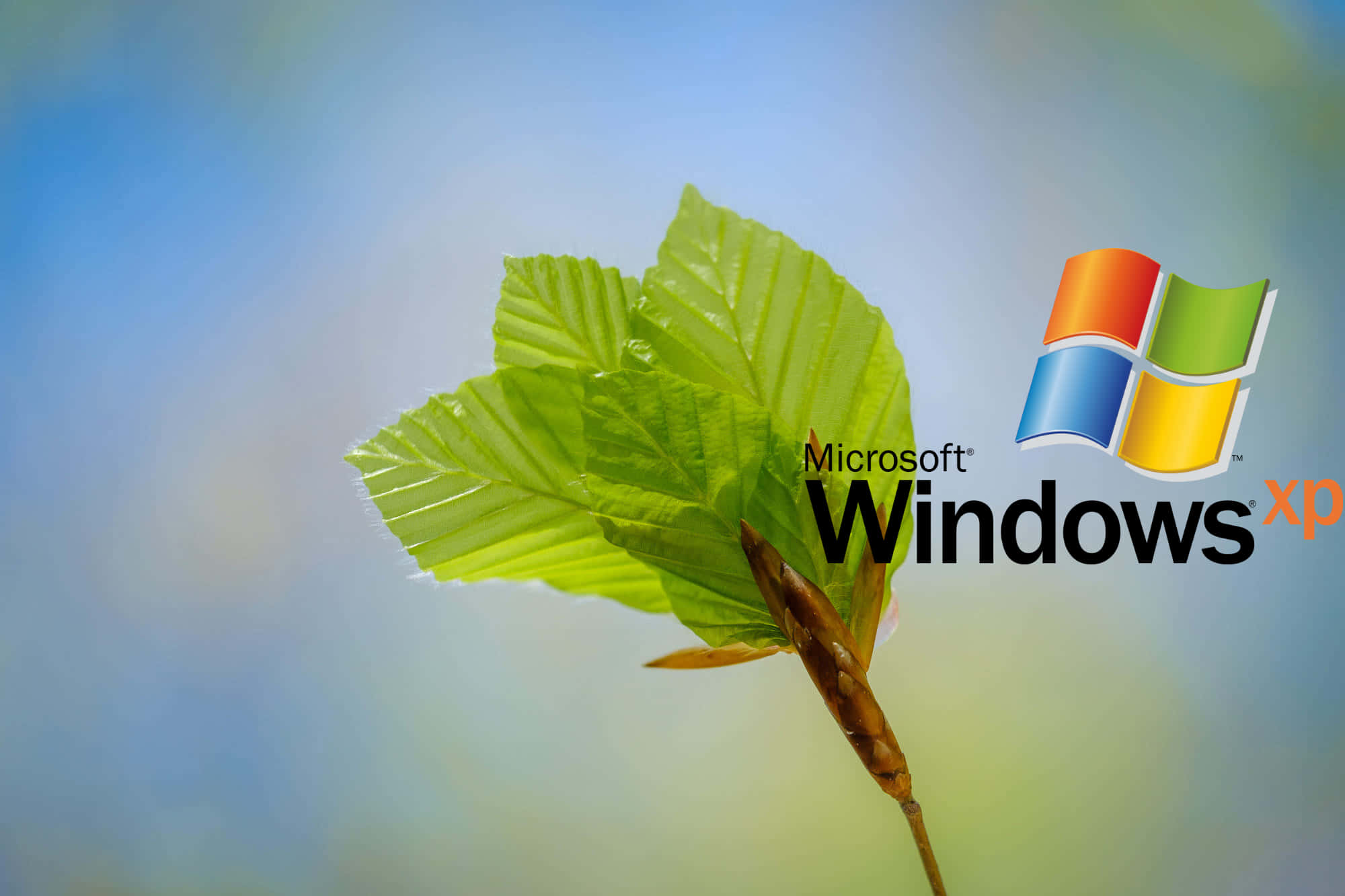 Windows Xp Logo 桌布 壁紙 — 一片充滿活力的綠色葉子帶有露珠，在柔和的藍天中漂浮在 Microsoft Windows XP 標誌旁邊。