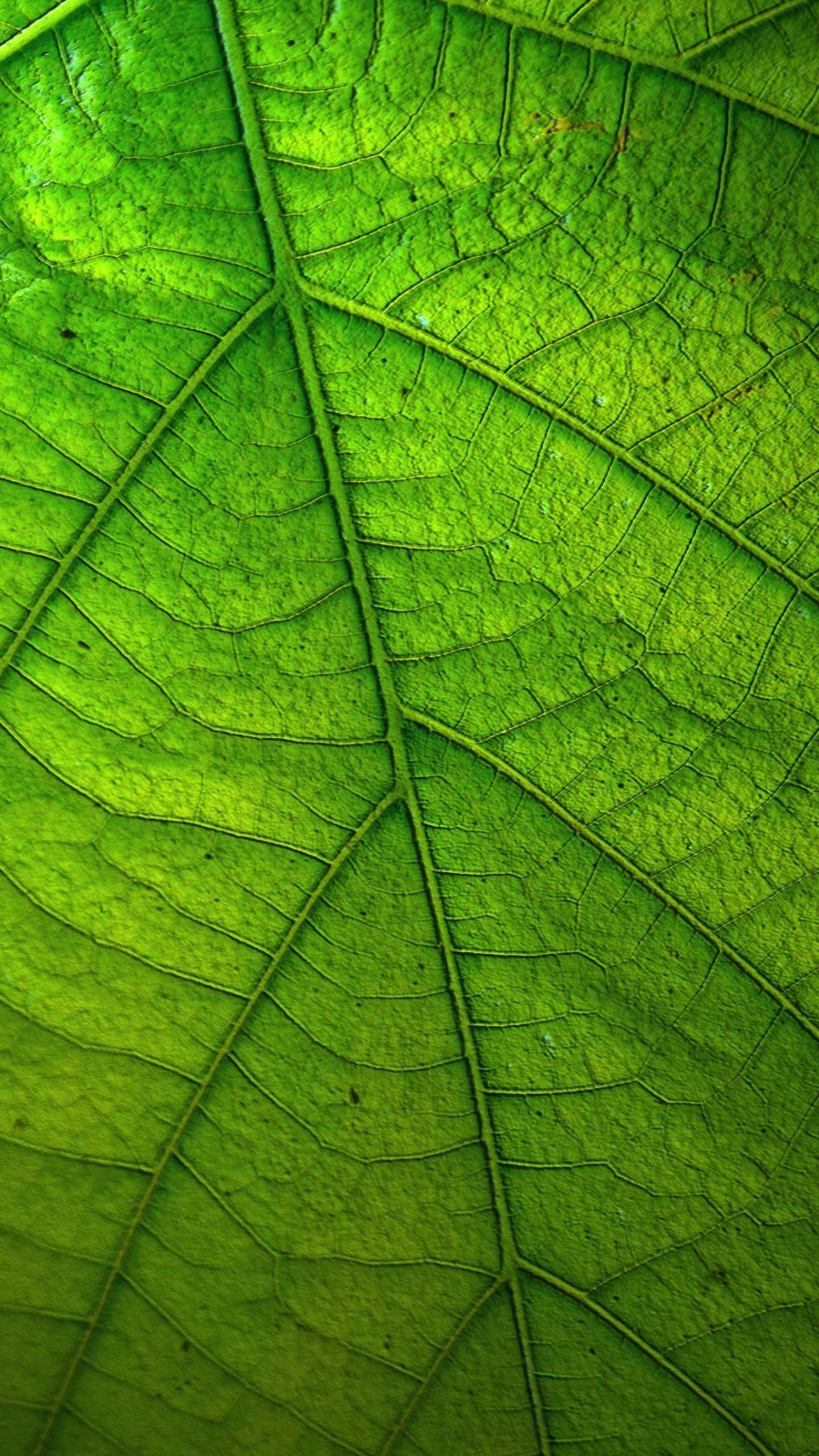 葉子 桌布 壁紙 — 一片充滿活力的綠色葉子特寫，在明亮光線下展示出複雜的葉脈圖案和紋理表面。