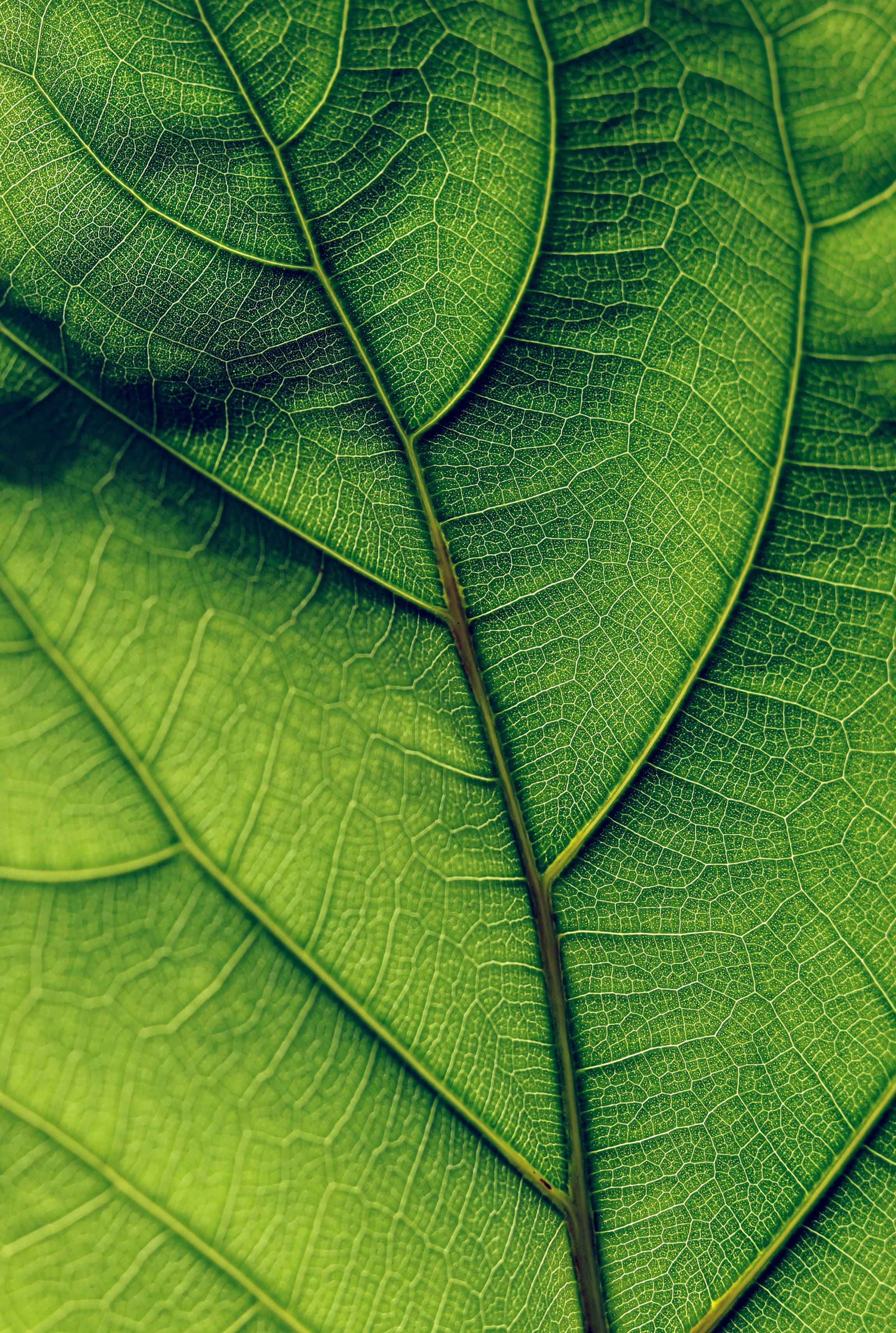科學 桌布 壁紙 — 一片充滿活力的綠色葉子的微距照片，揭示了複雜的葉脈圖案和微妙的顏色漸變。