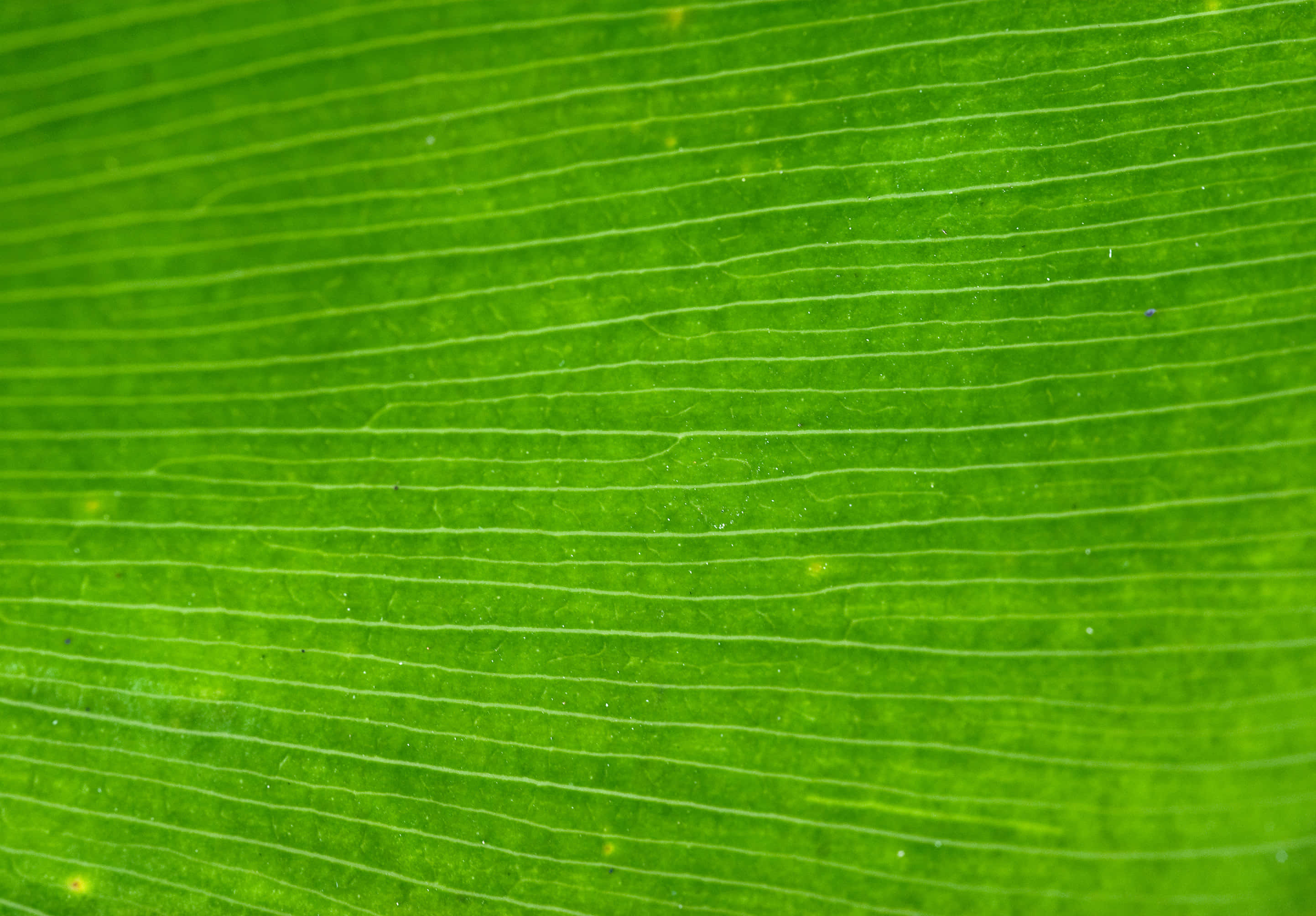 Green Texture 桌布 壁紙 — 一片充滿活力的綠色葉子的微距視圖，展示複雜的平行葉脈和微妙的黃色斑點。