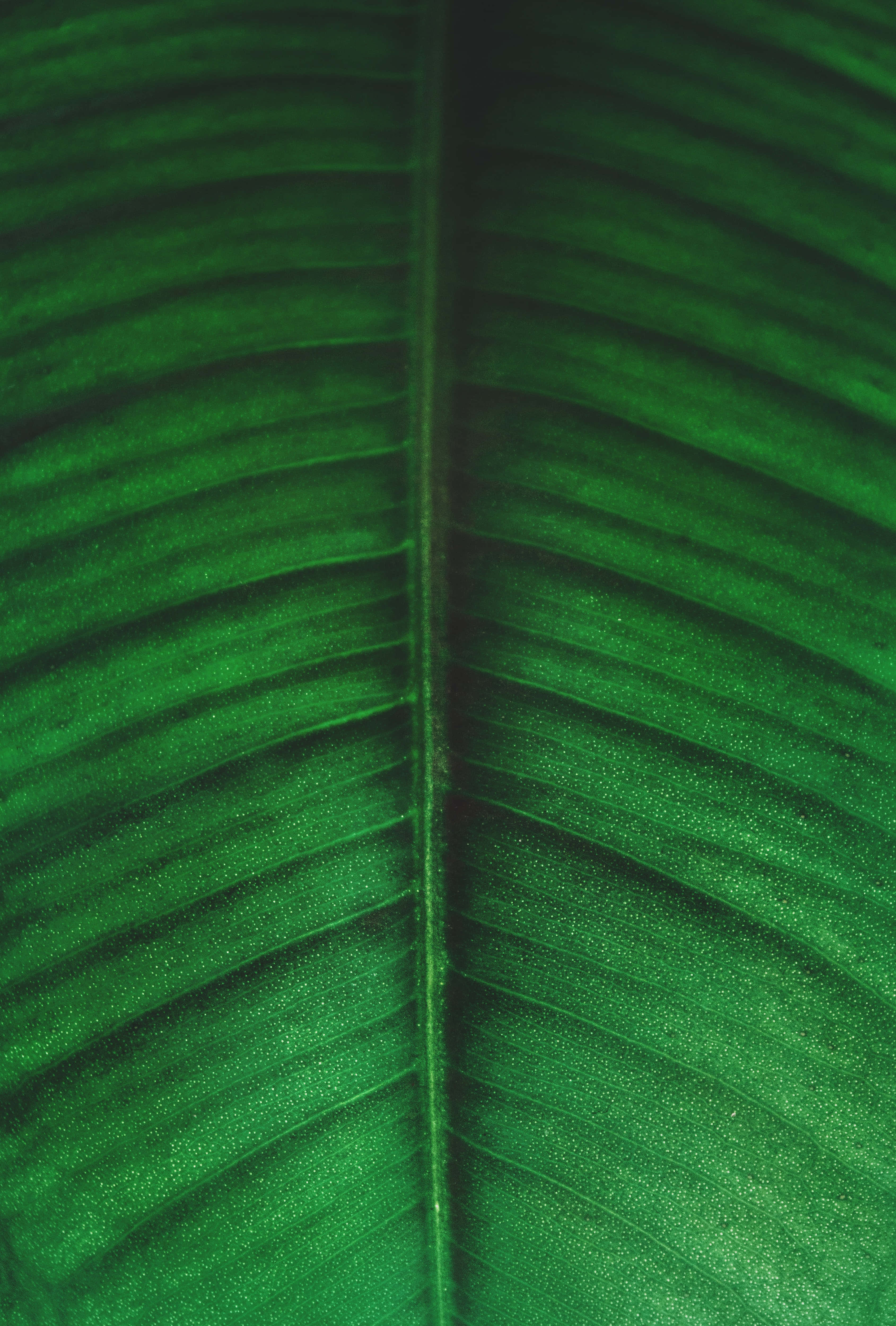 Banana Leaf 桌布 壁紙 — 一片充滿活力的綠色葉子的特寫，在柔和光線下展示出複雜的平行葉脈和紋理表面。
