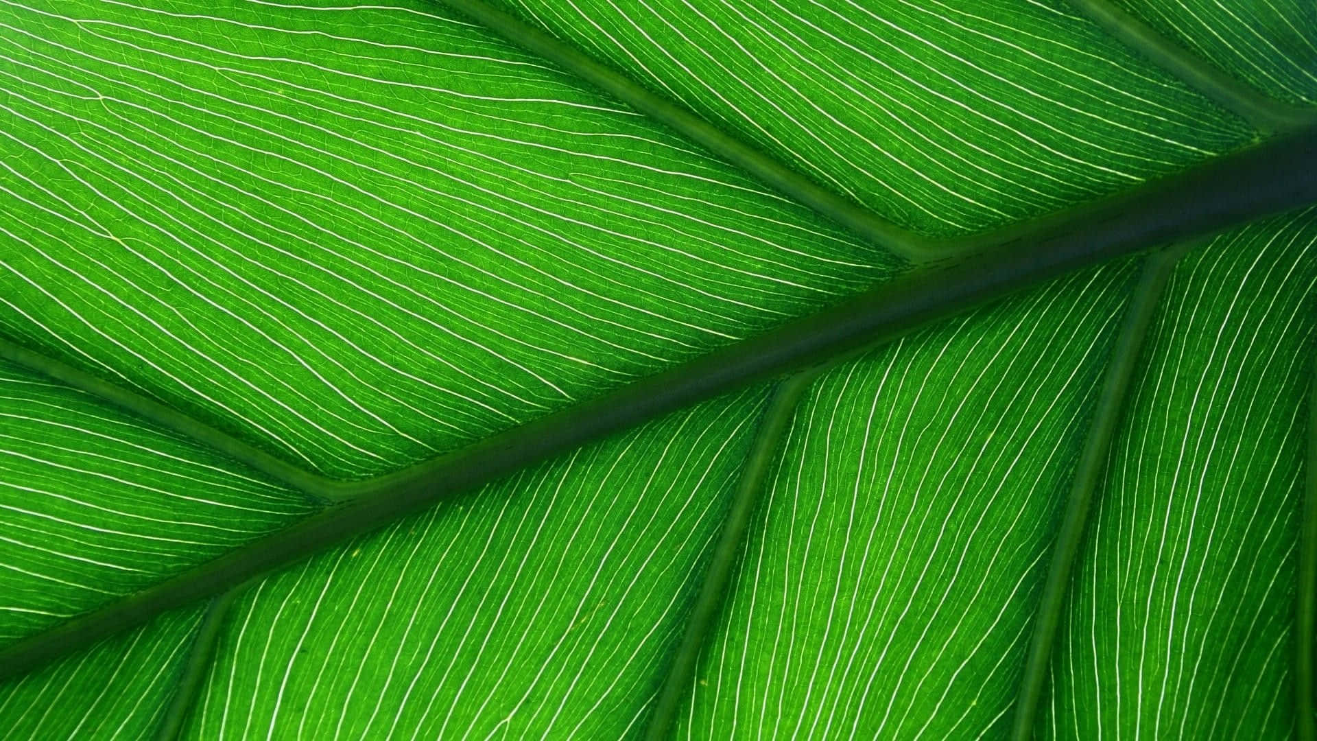 Leaves 桌布 壁紙 — 一片充滿活力的綠色葉子的特寫，展示複雜的白色葉脈和粗壯的中央莖。