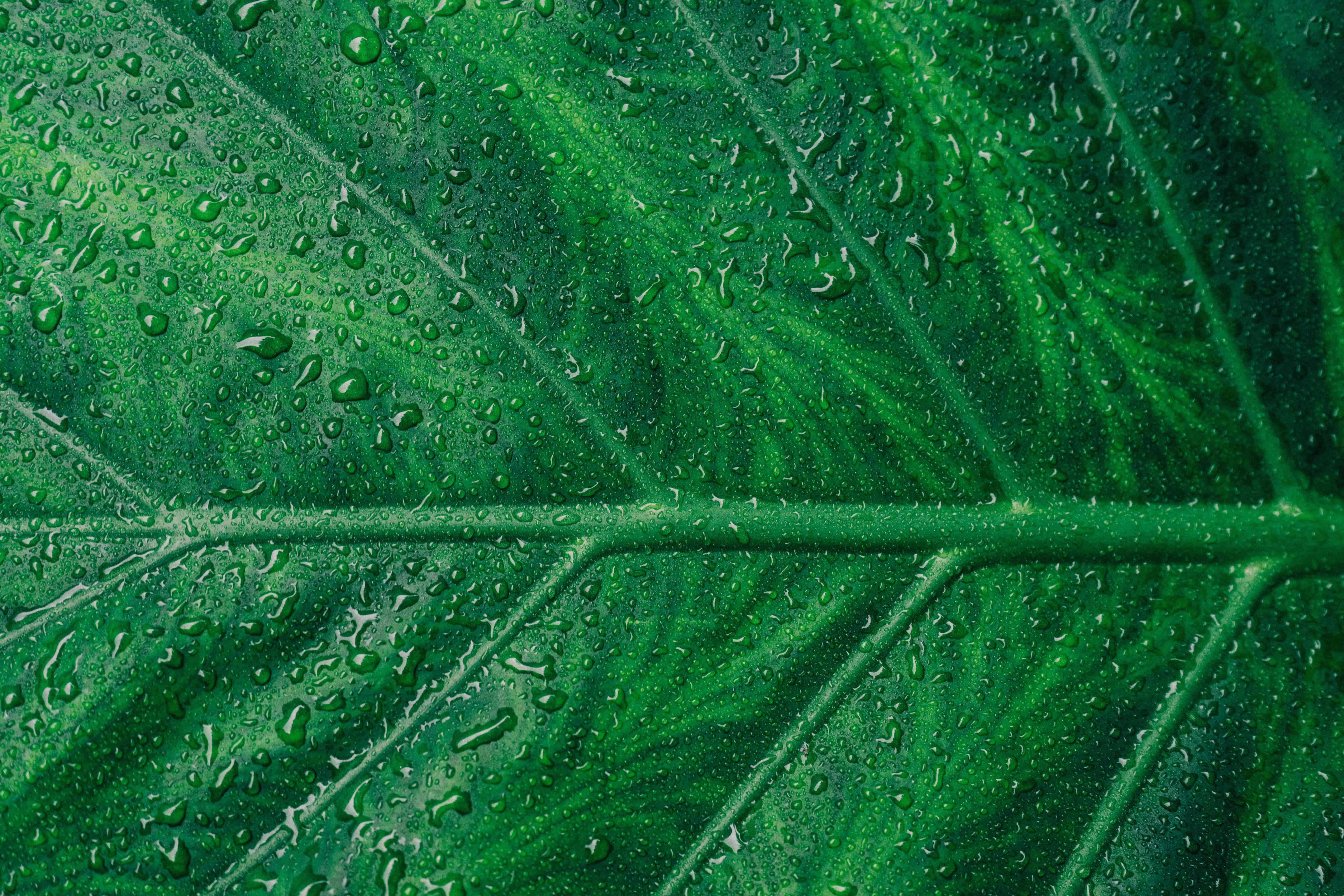 Green Leaf 桌布 壁紙 — 一片充滿活力的綠色葉子的特寫，帶有複雜的葉脈和閃閃發光的水滴。