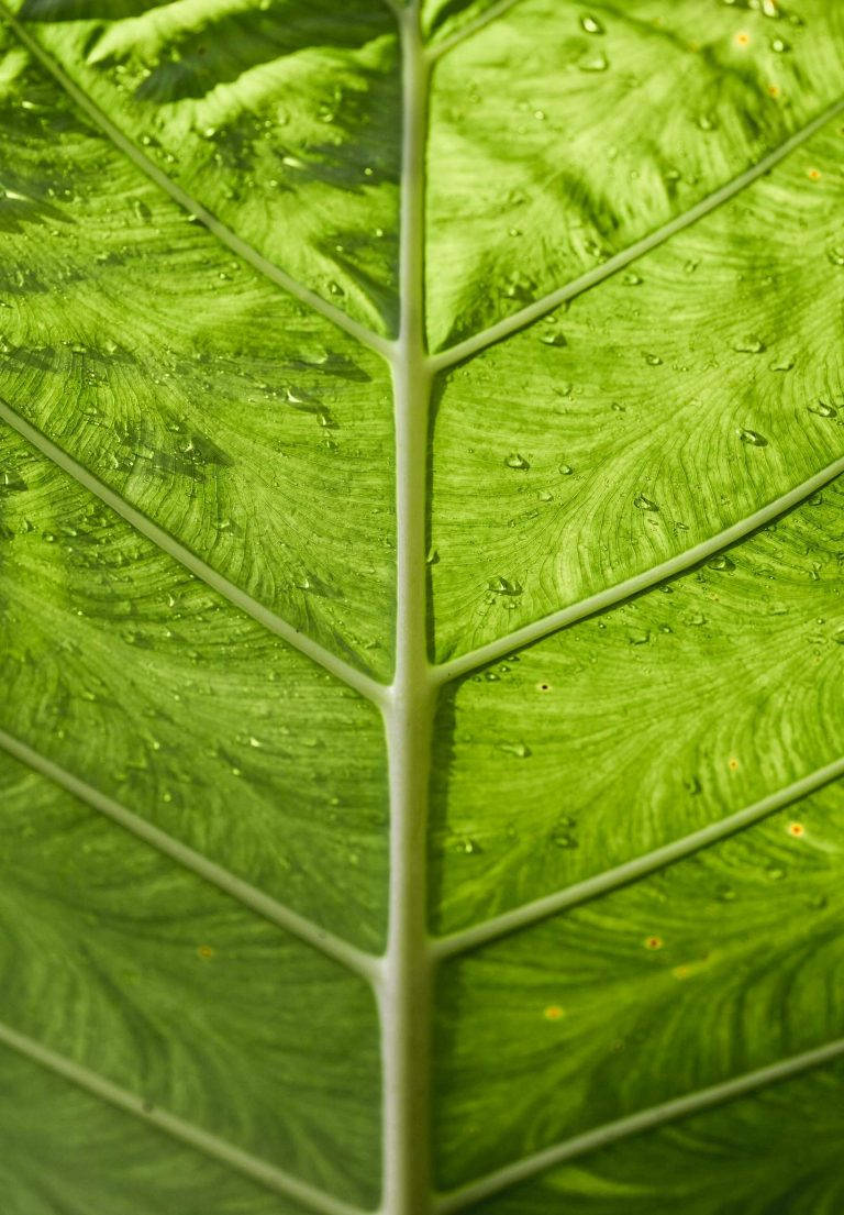 高清 桌布 壁紙 — 一片充滿活力的綠色葉子的特寫，帶有複雜的葉脈和閃閃發光的水滴。