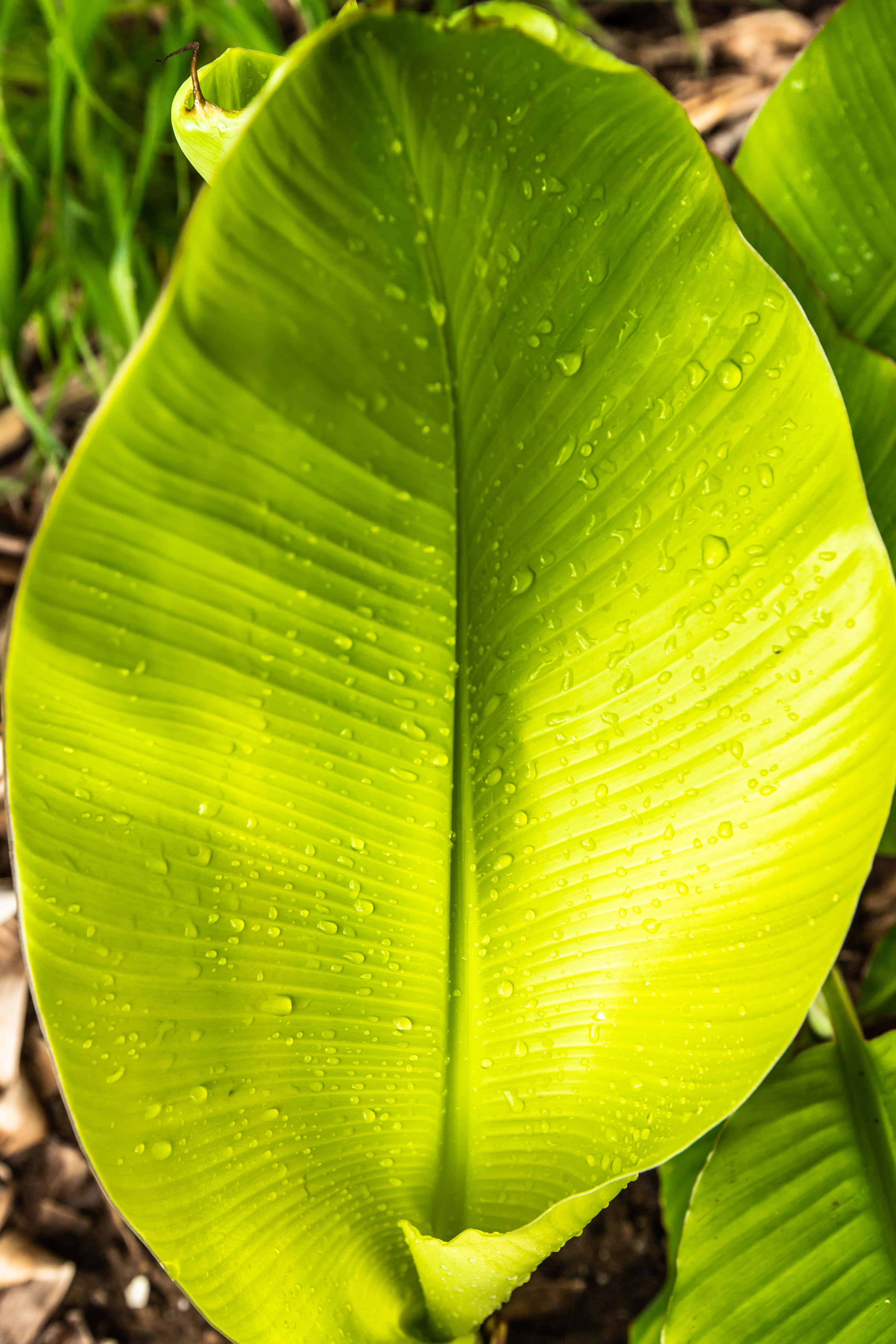 Banana Leaf 桌布 壁紙 — 一片充滿活力的綠色葉子的特寫，葉子上有閃閃發光的水珠，在模糊的草地背景下捕捉陽光。