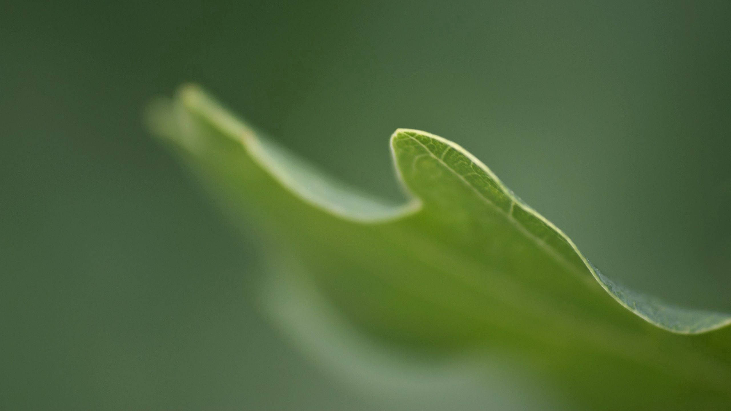 Plant 桌布 壁紙 — 一片充滿活力的綠色葉子的特寫，邊緣呈鋸齒狀，葉脈清晰可見，背景是柔和模糊的綠色。