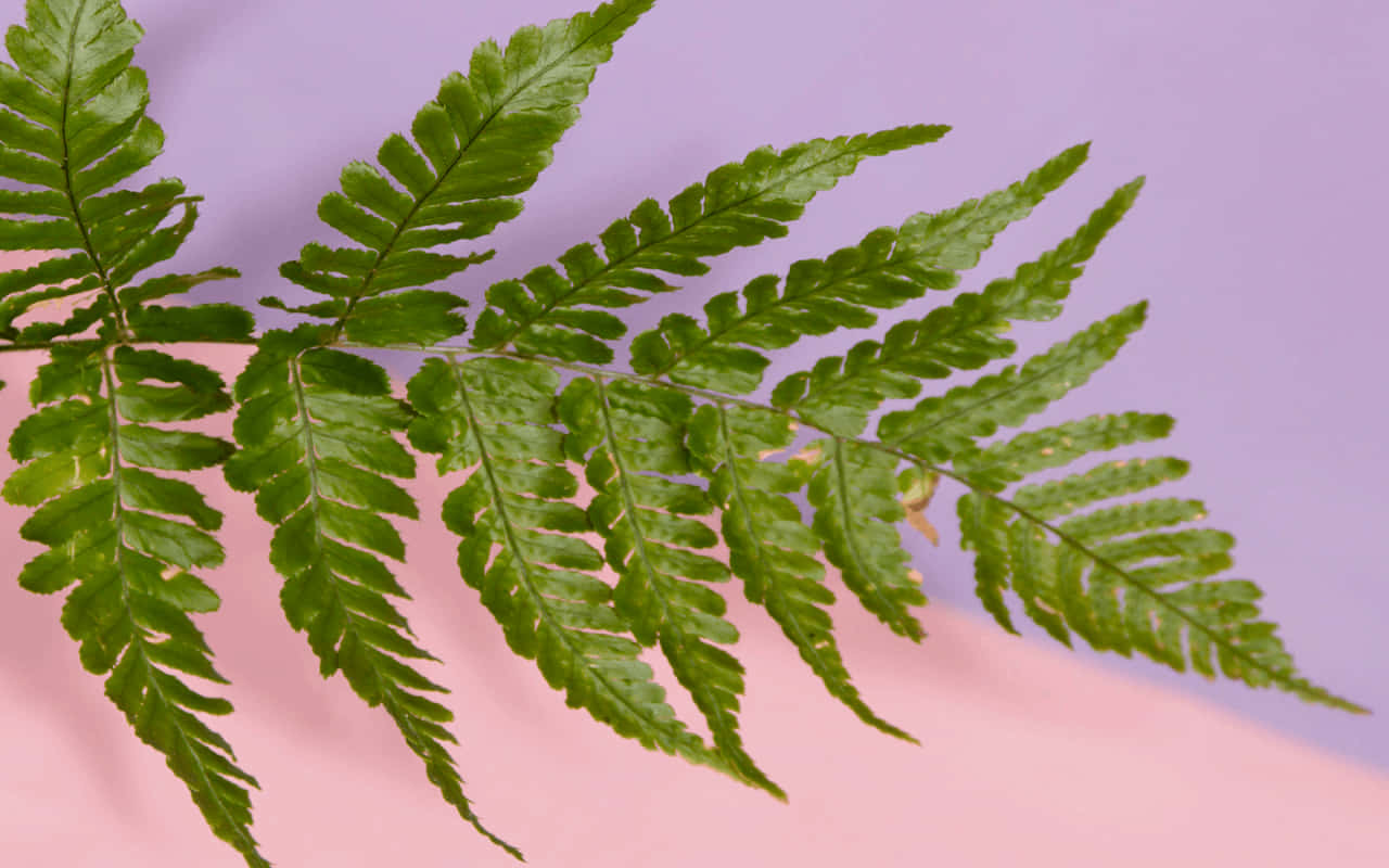 Plant Aesthetic 桌布 壁紙 — 一片充滿活力的綠色蕨葉，帶有複雜的小葉，在粉紅色和薰衣草的柔和漸變背景下對角伸展。