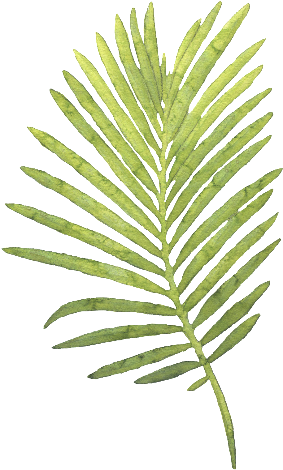 Leaves 桌布 壁紙 — 一片充滿活力的綠色蕨葉，細緻的葉片從中央莖幹向外伸展，襯托在純黑背景上。