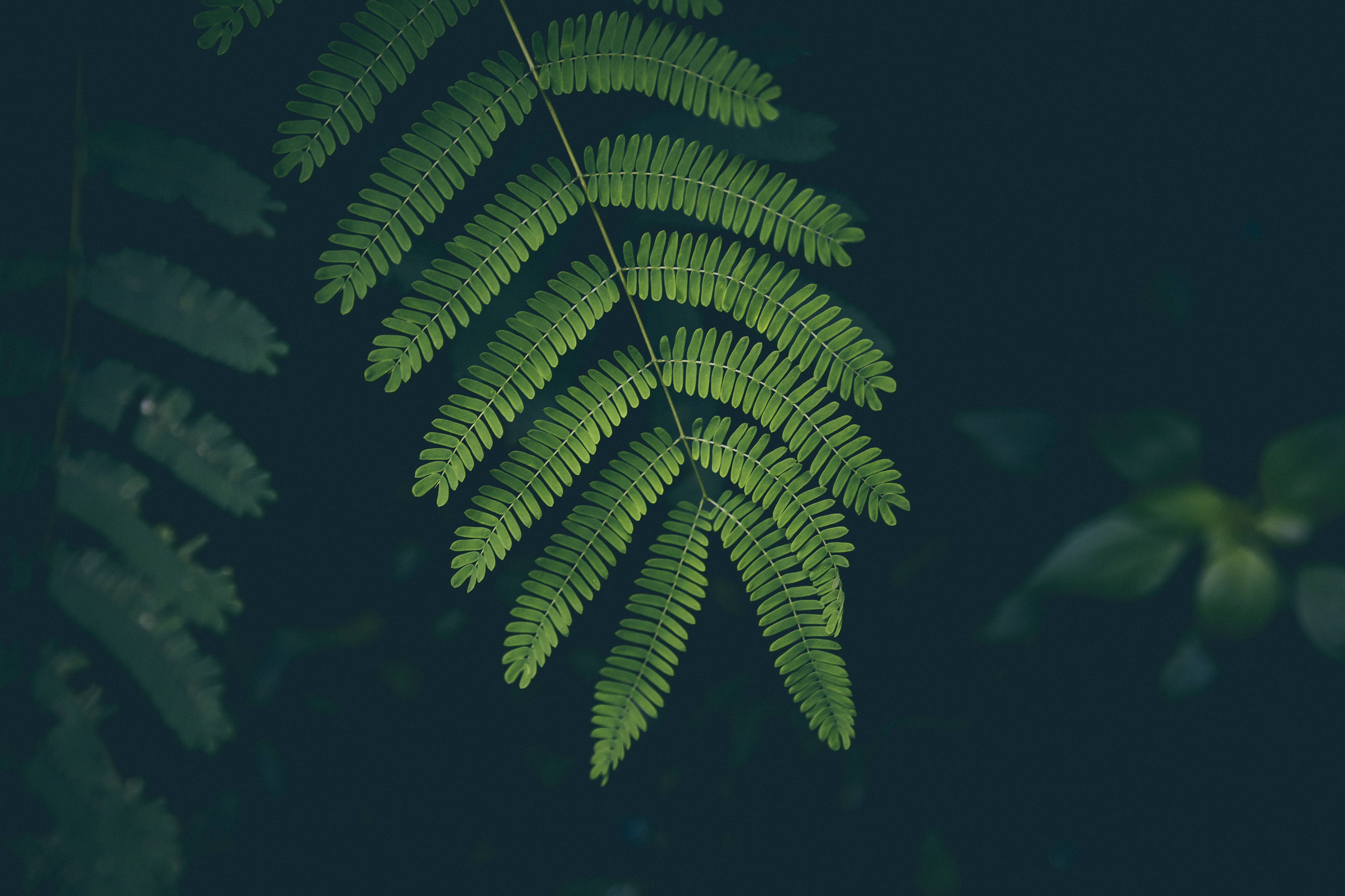 Plant Aesthetic 桌布 壁紙 — 一片充滿活力的綠色蕨葉優雅地懸掛在深藍綠色模糊背景上。