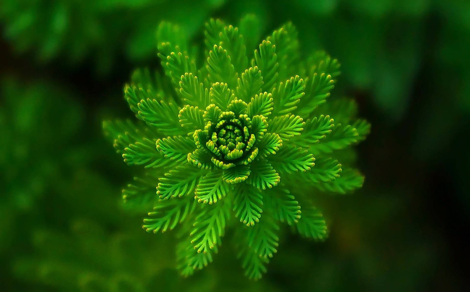 Plant Aesthetic 桌布 壁紙 — 一片充滿活力的綠色蕨葉在柔和模糊的森林背景下完美地螺旋展開。