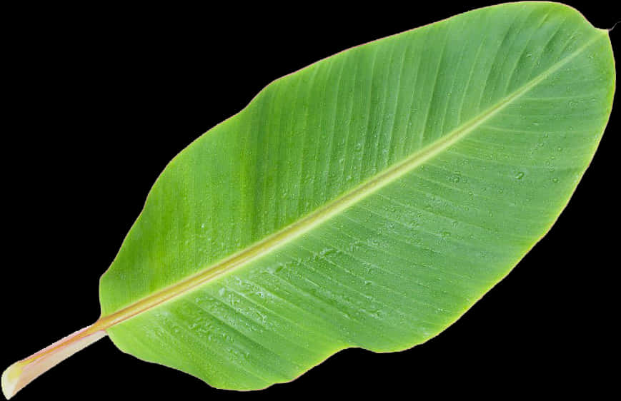 Leaf Clipart 桌布 壁紙 — 一片充滿活力的綠色香蕉葉，帶有水珠，映襯在純黑背景上。