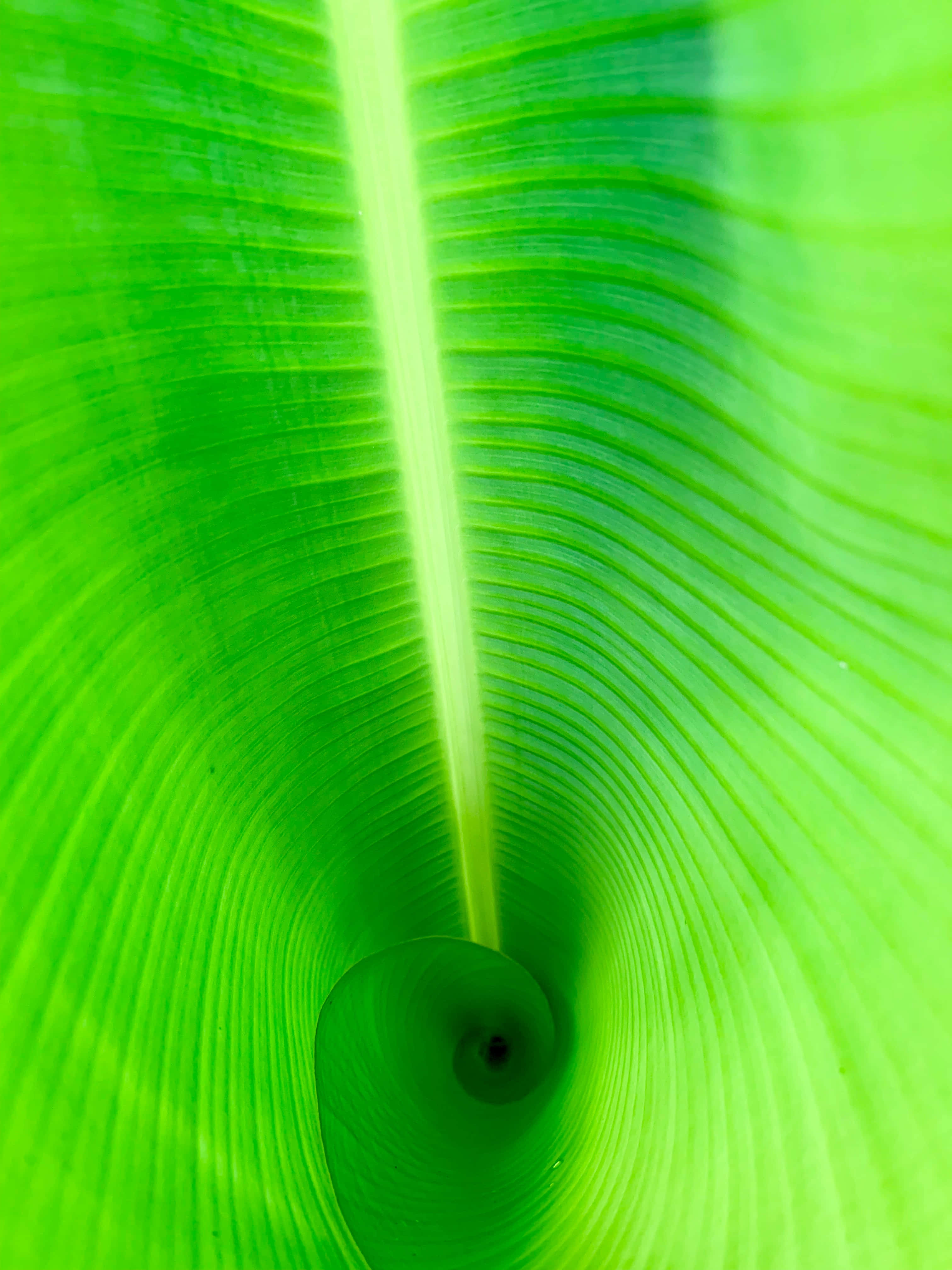 Banana Leaf 桌布 壁紙 — 一片充滿活力的綠色香蕉葉向內盤旋，展現出複雜的葉脈圖案和深色的中心核心。