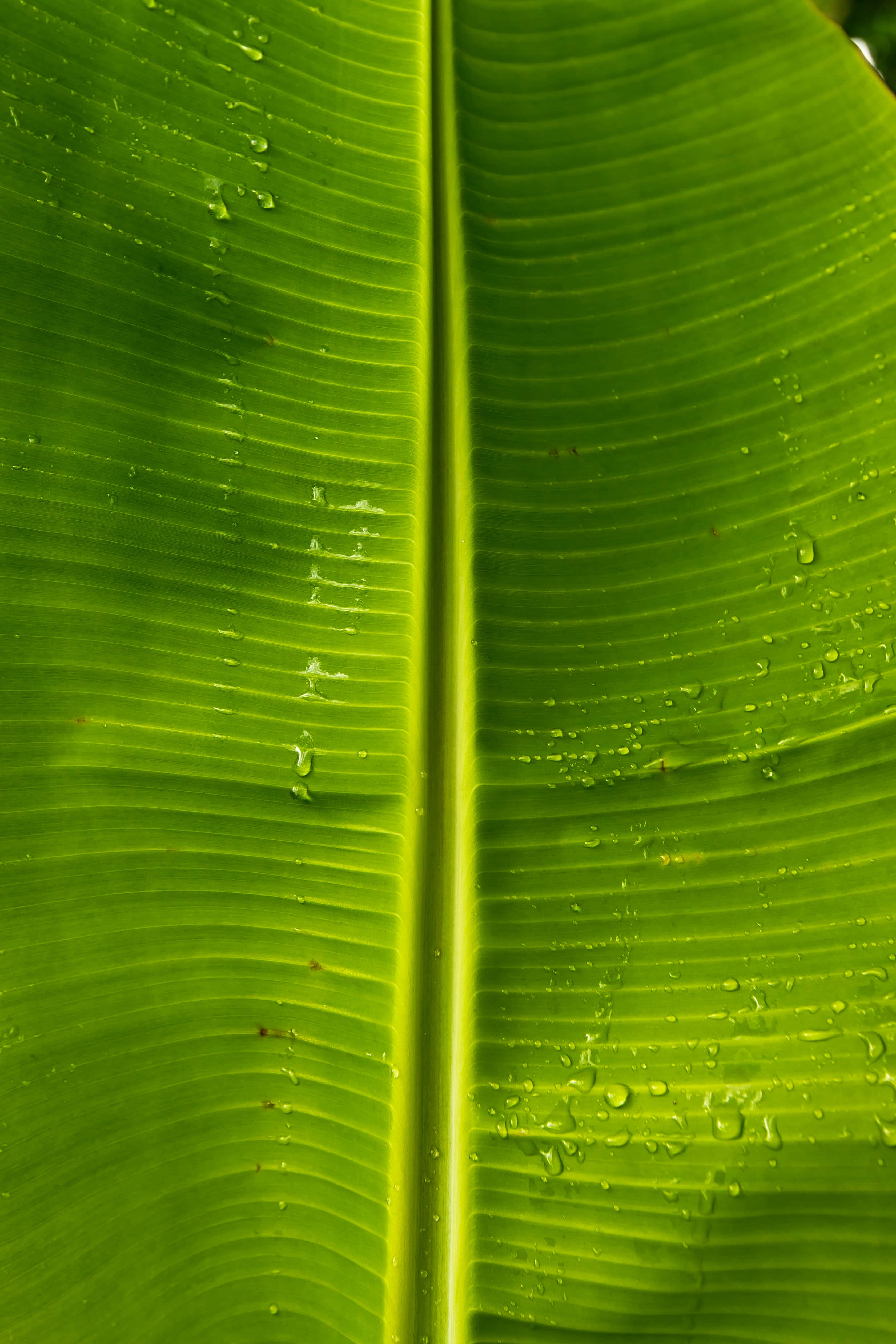 Banana Leaf 桌布 壁紙 — 一片充滿活力的綠色香蕉葉特寫，水珠沿著其突出的中央葉脈閃閃發光。