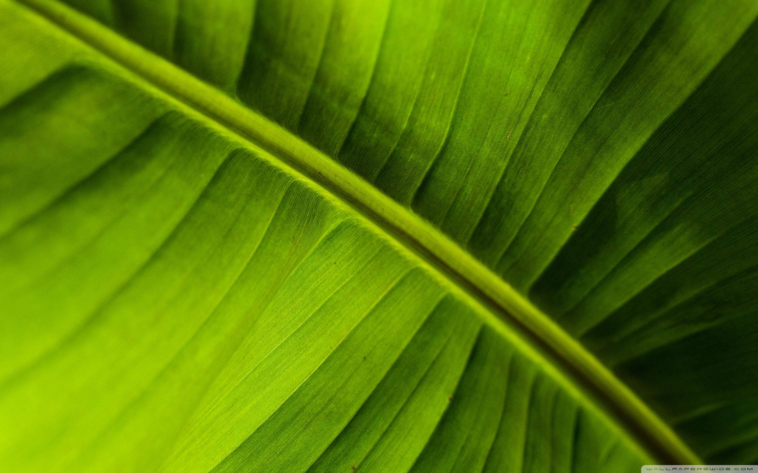 Leaf 桌布 壁紙 — 一片充滿活力的綠色香蕉葉的特寫，在明亮光線下顯示出詳細的葉脈和紋理。
