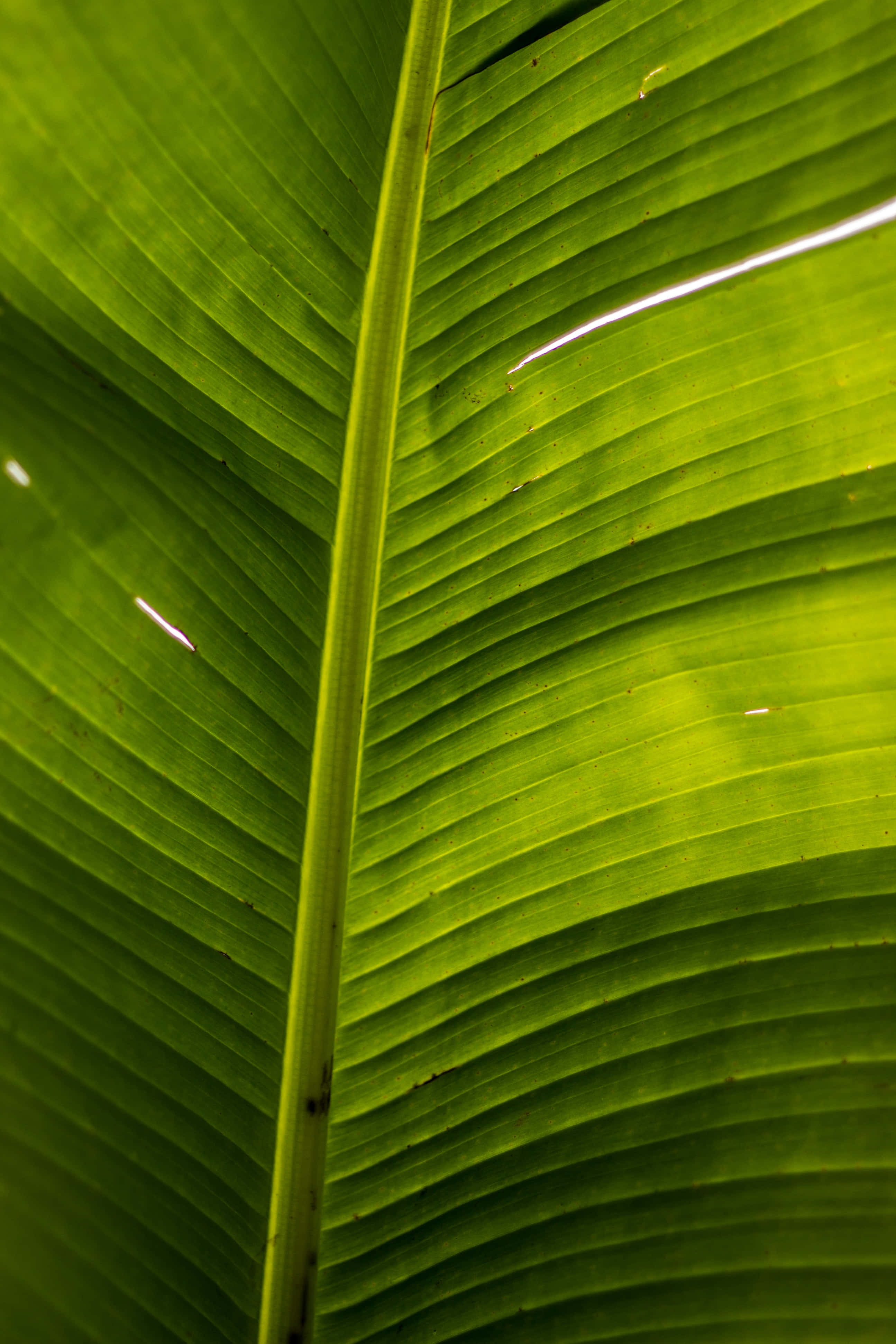 Banana Leaf 桌布 壁紙 — 一片充滿活力的綠色香蕉葉的特寫，陽光穿過葉脈，形成發光的圖案。