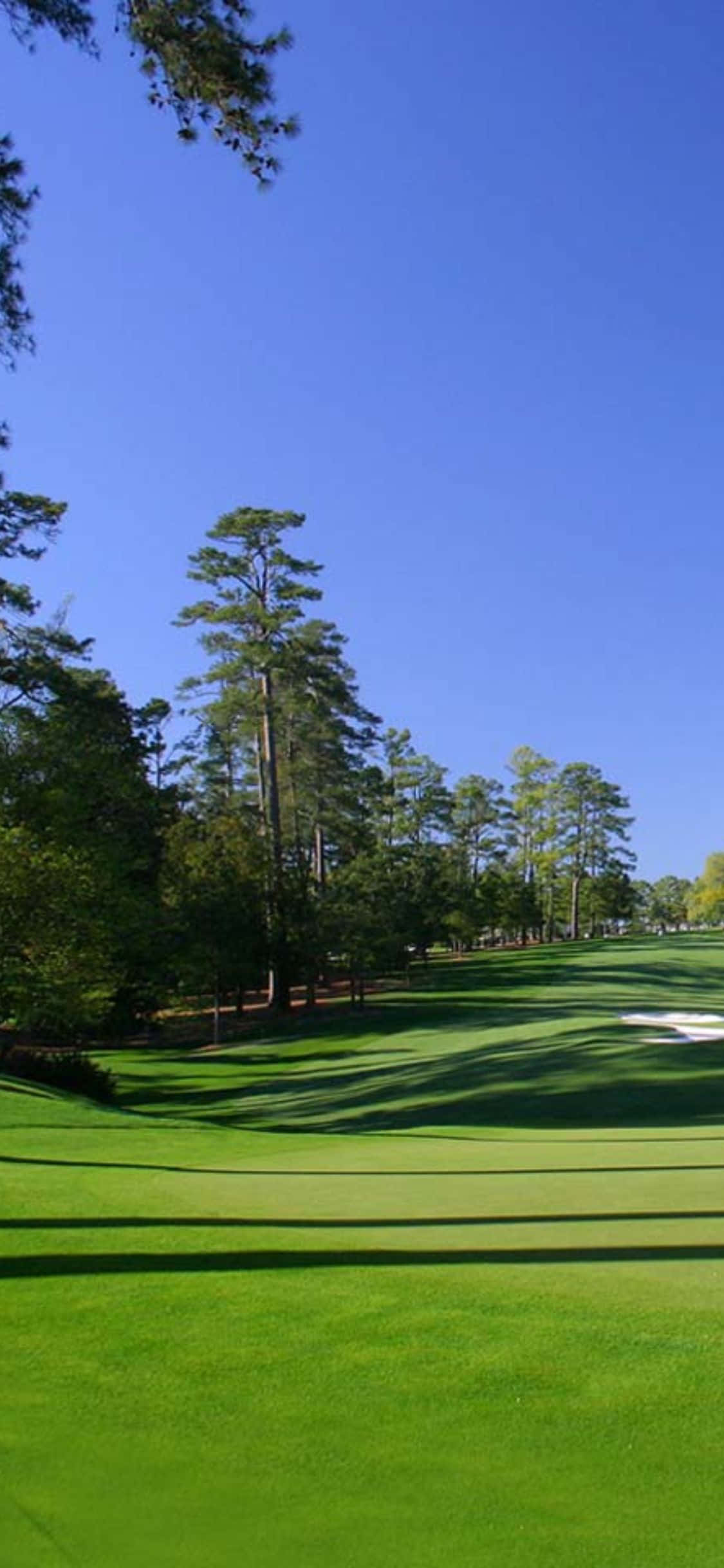 iPhone X Golf Course 桌布 壁紙 — 一片充滿活力的綠色高爾夫球場在晴朗的藍天下延伸，高大的松樹投下長長的影子。