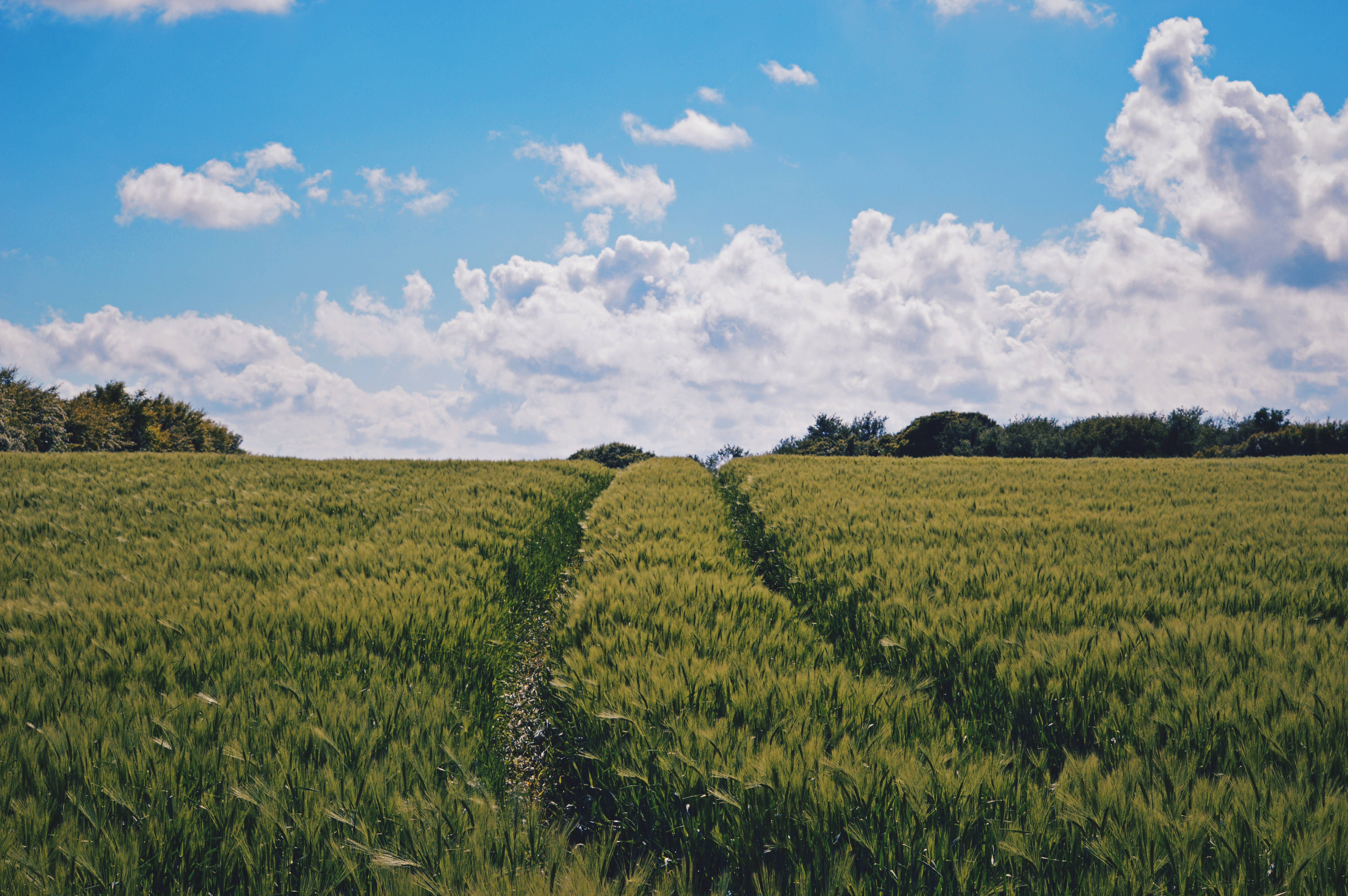 夏天 桌布 壁紙 — 一片充滿活力的綠色麥田在明亮的藍天下延伸，點綴著蓬鬆的白雲。