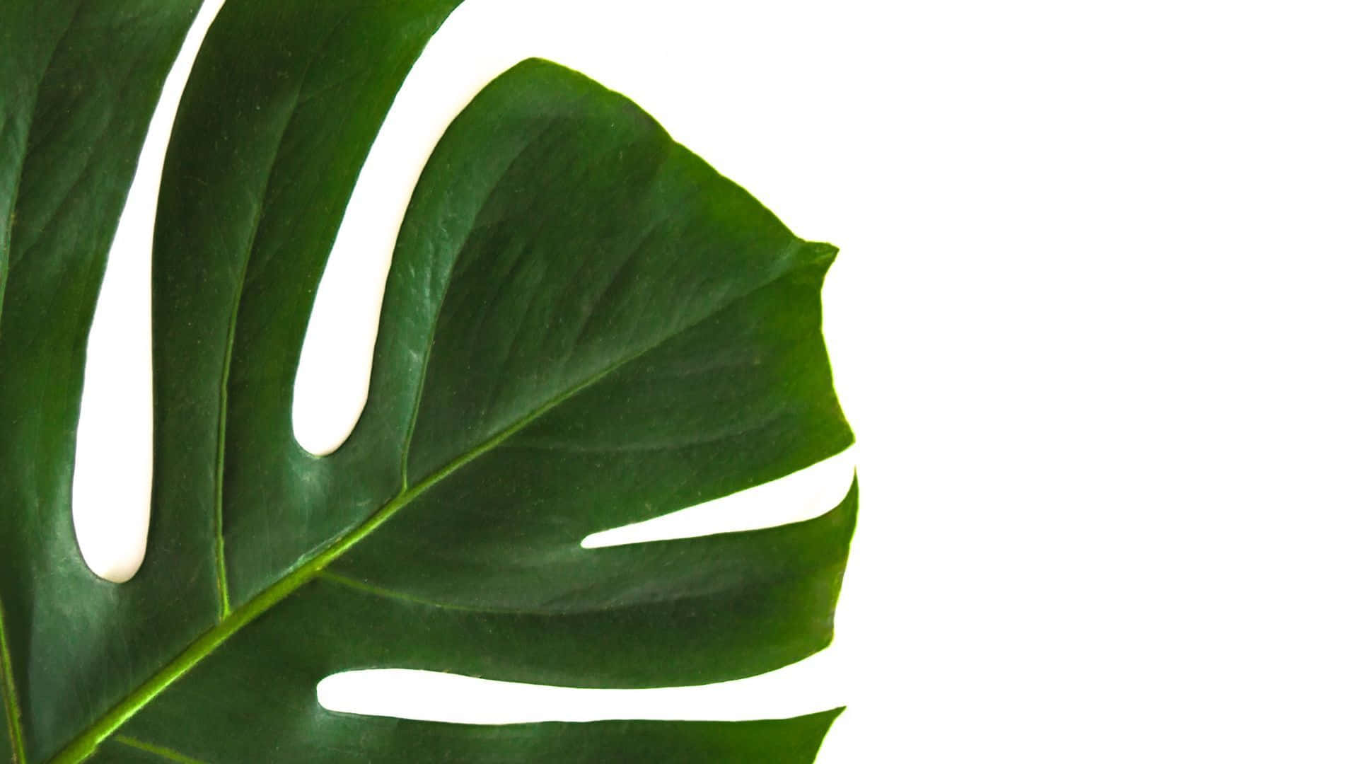 Green Leaves 桌布 壁紙 — 一片充滿活力的綠色龜背竹葉，帶有自然裂縫，在純白背景上大膽展現。