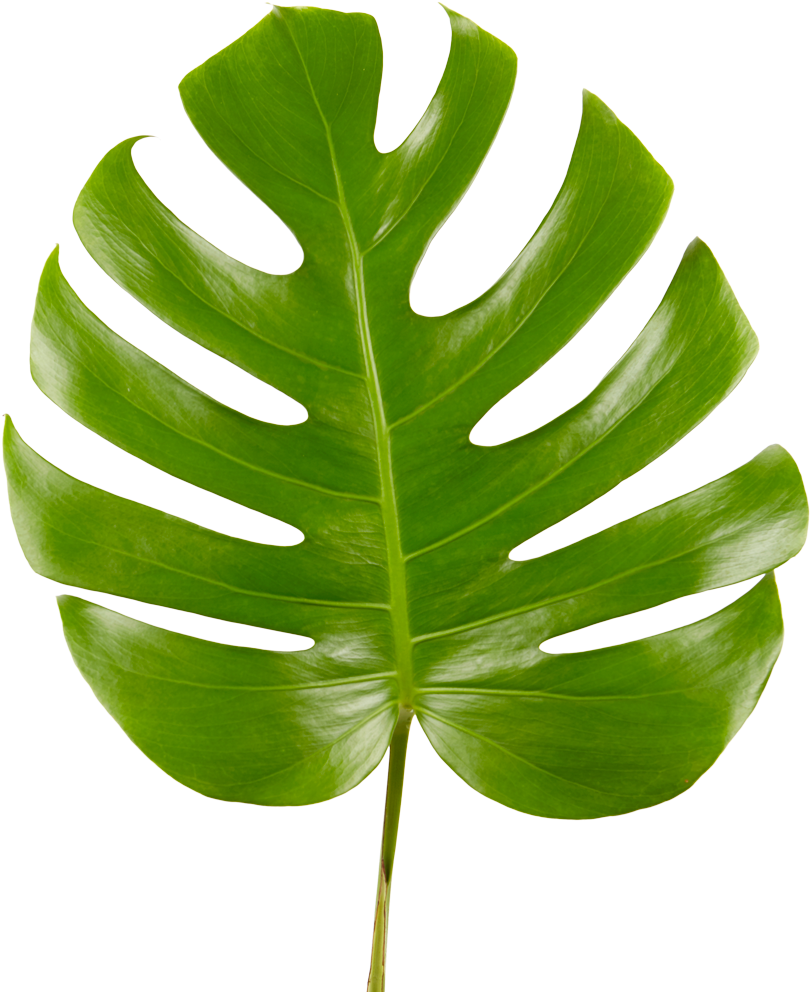 Monstera Plant 桌布 壁紙 — 一片充滿活力的綠色龜背竹葉，帶有深裂紋和光澤質感，在純黑背景上格外突出。