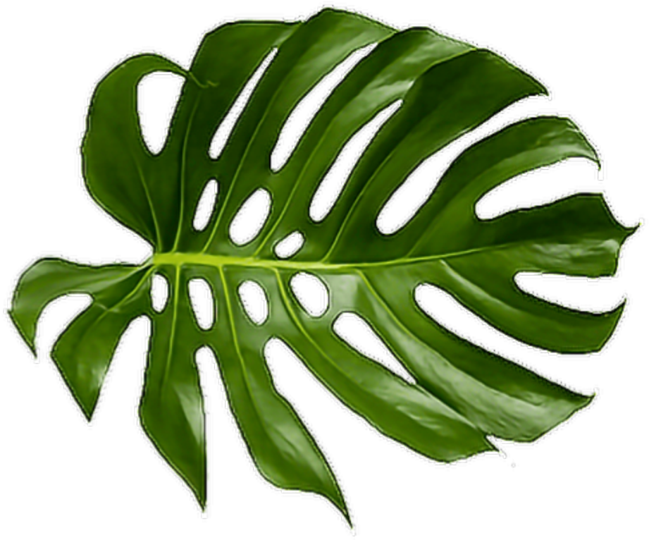 Palm Leaf 桌布 壁紙 — 一片充滿活力的綠色龜背竹葉，帶有天然裂縫和光澤質感，在純黑色背景上脫穎而出。