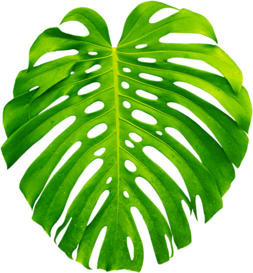 Monstera Plant 桌布 壁紙 — 一片充滿活力的綠色龜背竹葉，帶有天然孔洞和葉脈，在純黑背景上格外突出。