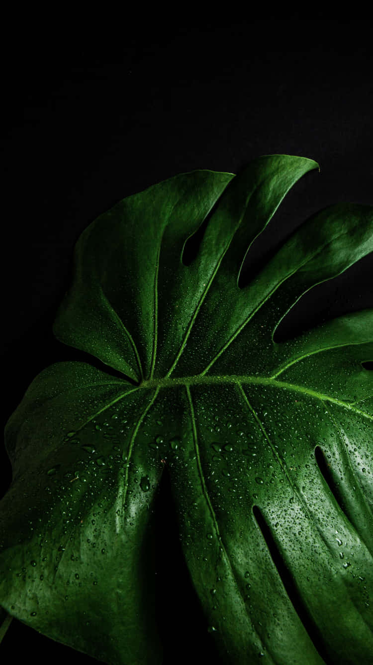 Plant 桌布 壁紙 — 一片充滿活力的綠色龜背竹葉，帶有閃閃發光的水滴，在深黑色背景上脫穎而出。