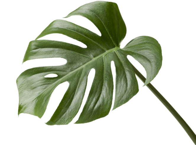 Leaves 桌布 壁紙 — 一片充滿活力的綠色龜背竹葉，帶有深裂紋和光澤質感，在純黑色背景上脫穎而出。