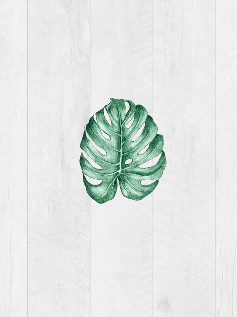 Monstera Leaf 桌布 壁紙 — 一片充滿活力的綠色龜背竹葉，置中放在潔白的木板上。