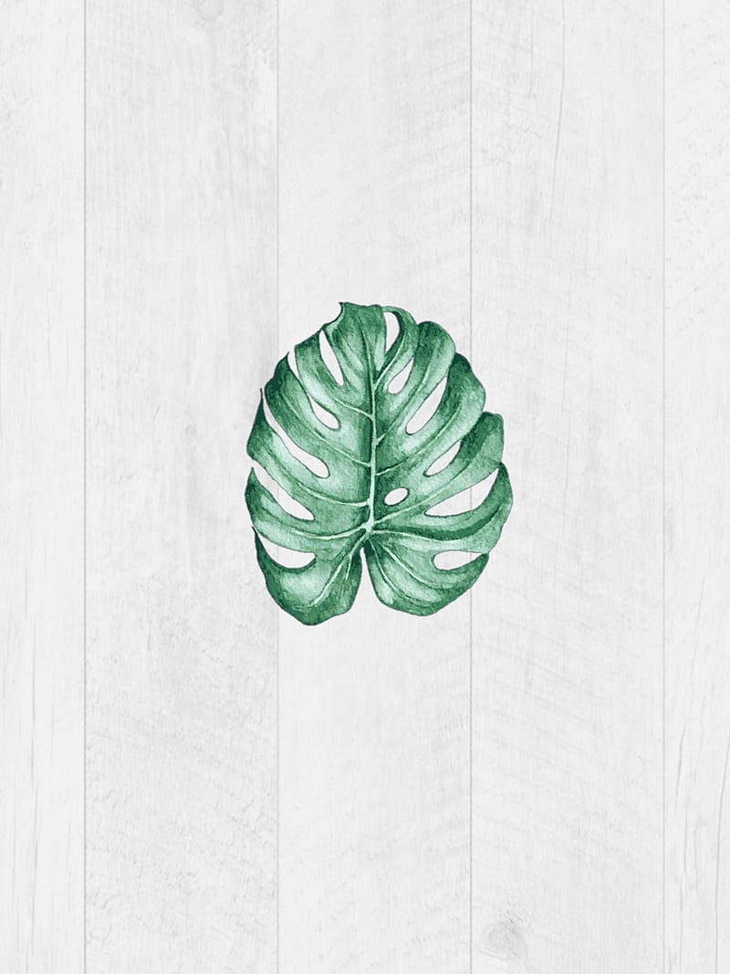Plant Aesthetic 桌布 壁紙 — 一片充滿活力的綠色龜背竹葉放在淺灰色木板背景上，帶有柔和的水彩紋理。