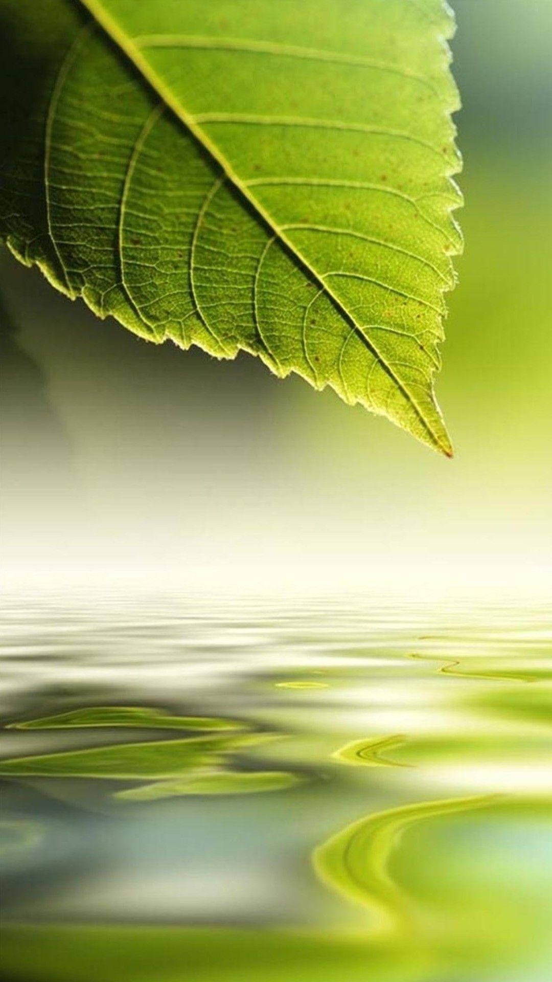 Leaf 桌布 壁紙 — 一片充滿活力的綠葉，帶有細緻的葉脈，懸浮在平靜的水面上，反射出其柔和的光澤。
