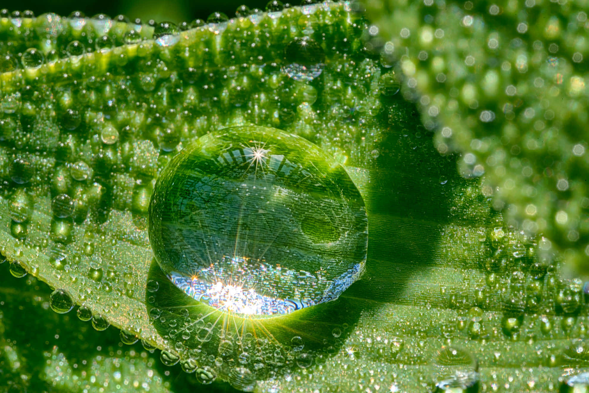 Water Drop 桌布 壁紙 — 一片充滿活力的綠葉上，一顆巨大的露珠在其完美的球體內捕捉到閃爍的陽光和微縮的天空。