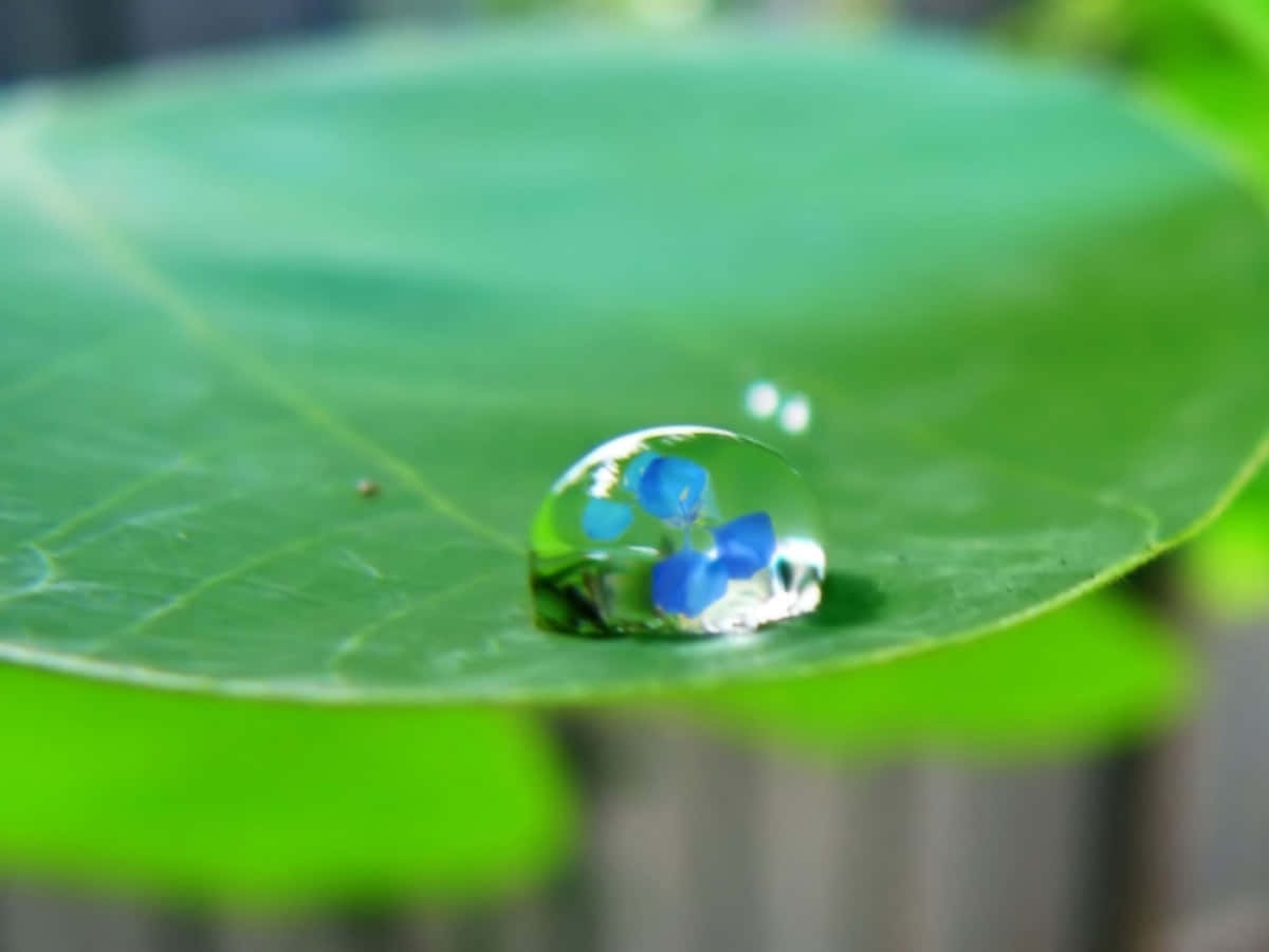 Water Drop 桌布 壁紙 — 一片充滿活力的綠葉上的一滴露珠將藍色花朵折射到下方的微型世界中。