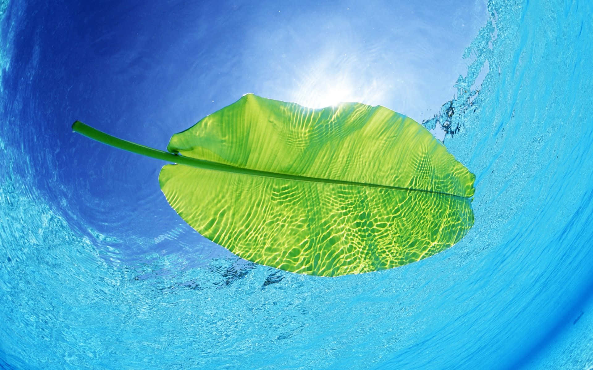 水 桌布 壁紙 — 一片充滿活力的綠葉在水下寧靜地漂浮，從下方透過漣漪的藍色水面觀看，陽光穿透而過。