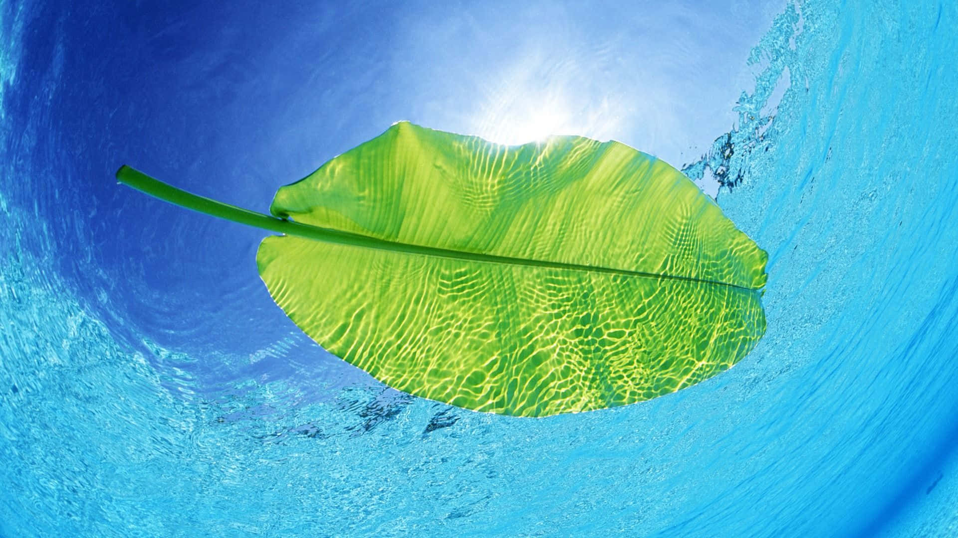 水 桌布 壁紙 — 一片充滿活力的綠葉在水下漂浮，陽光穿透而過，營造出寧靜的藍色水景。