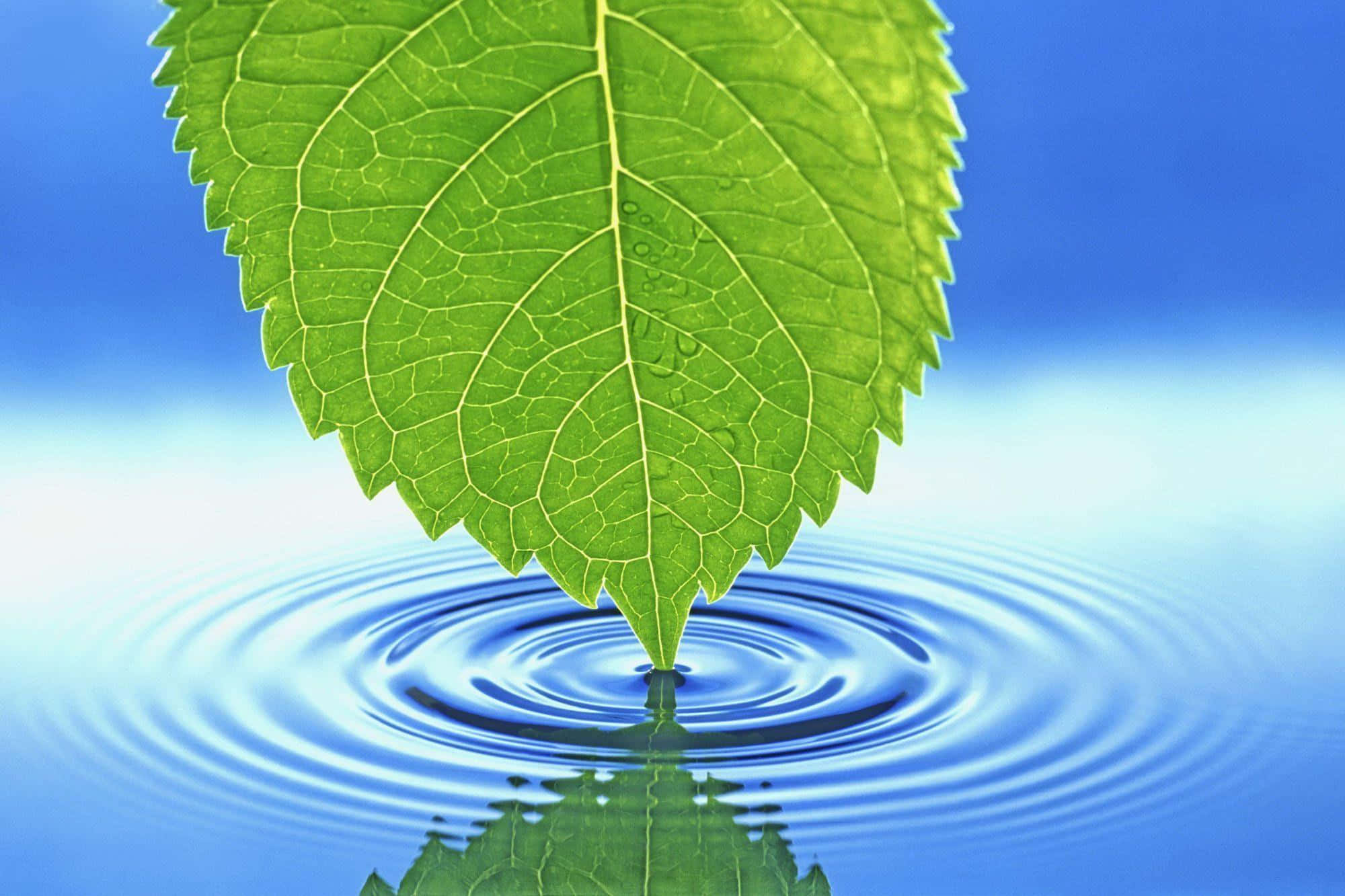 Cool Nature 桌布 壁紙 — 一片充滿活力的綠葉將水滴落在平靜的藍色表面上，形成完美的同心漣漪和清晰的倒影。