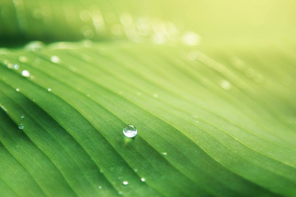 Droplets 桌布 壁紙 — 一片充滿活力的綠葉特寫，上面有閃閃發光的水珠，捕捉柔和陽光的瞬間。