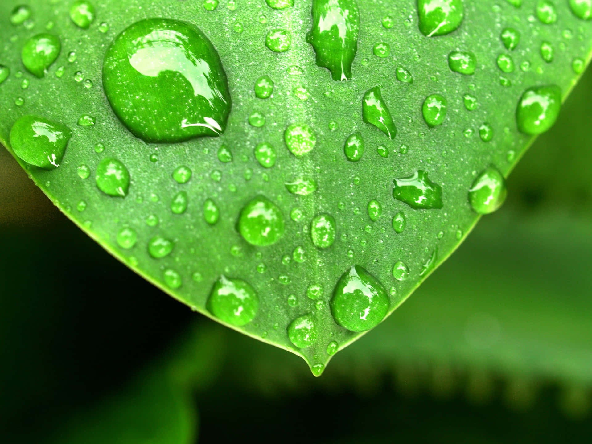 下雨 桌布 壁紙 — 一片充滿活力的綠葉閃爍著露珠，在清晰的特寫中反射光線。