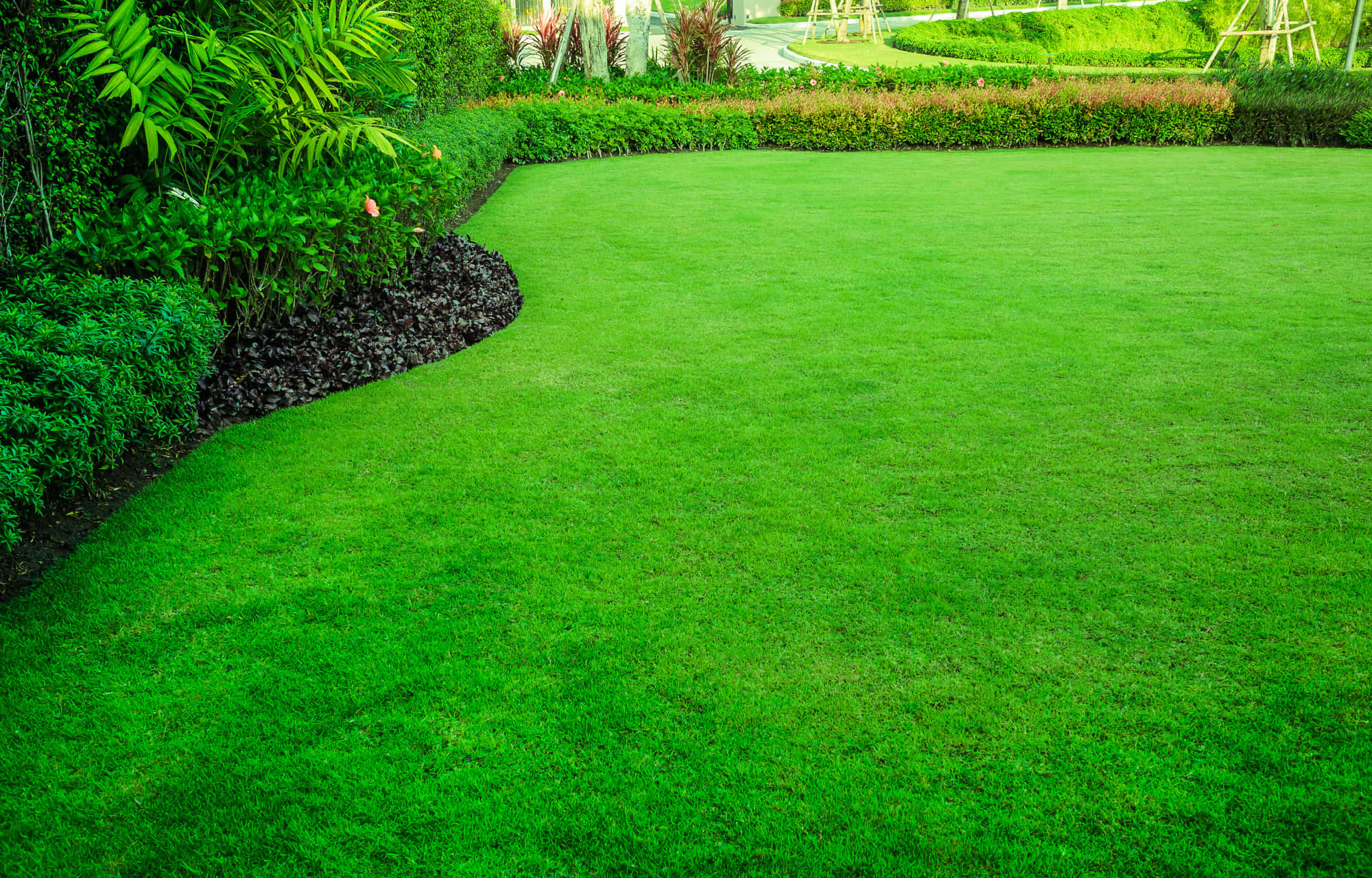 Green Grass 桌布 壁紙 — 一片充滿活力的翠綠草坪在明亮的日光下，沿著茂密的熱帶植物和深色覆蓋物優雅地蜿蜒。