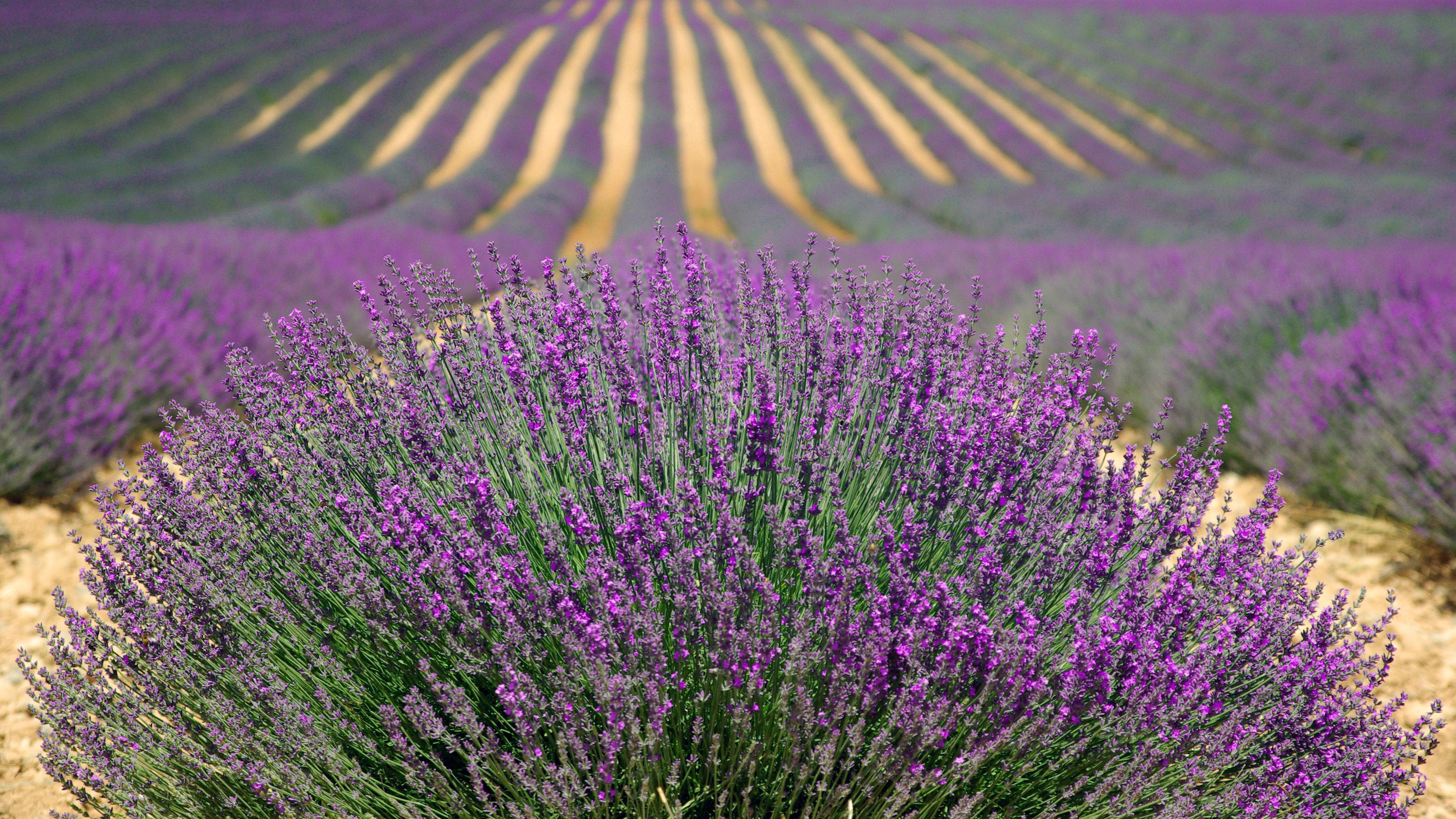 Lavender 桌布 壁紙 — 一片充滿活力的薰衣草花田，整齊排列在明亮的陽光下，前景的灌木叢清晰對焦。