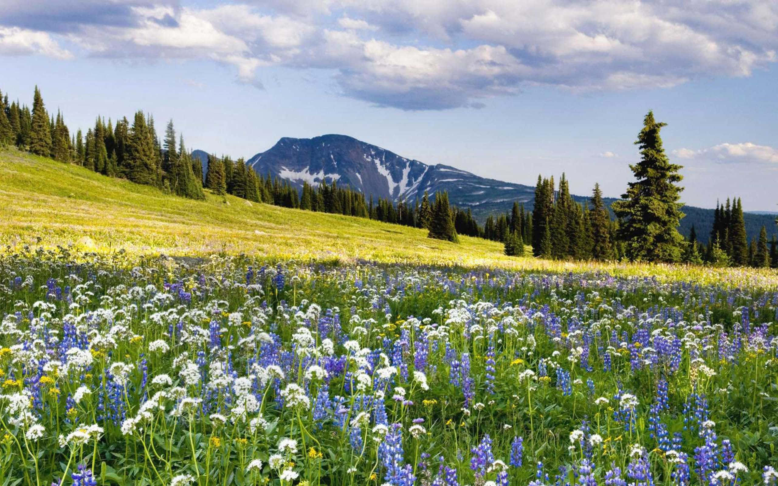Meadow 桌布 壁紙 — 一片充滿活力的藍白野花草地，在部分多雲的天空下盛開，一排常綠樹後方聳立著一座積雪的山峰。