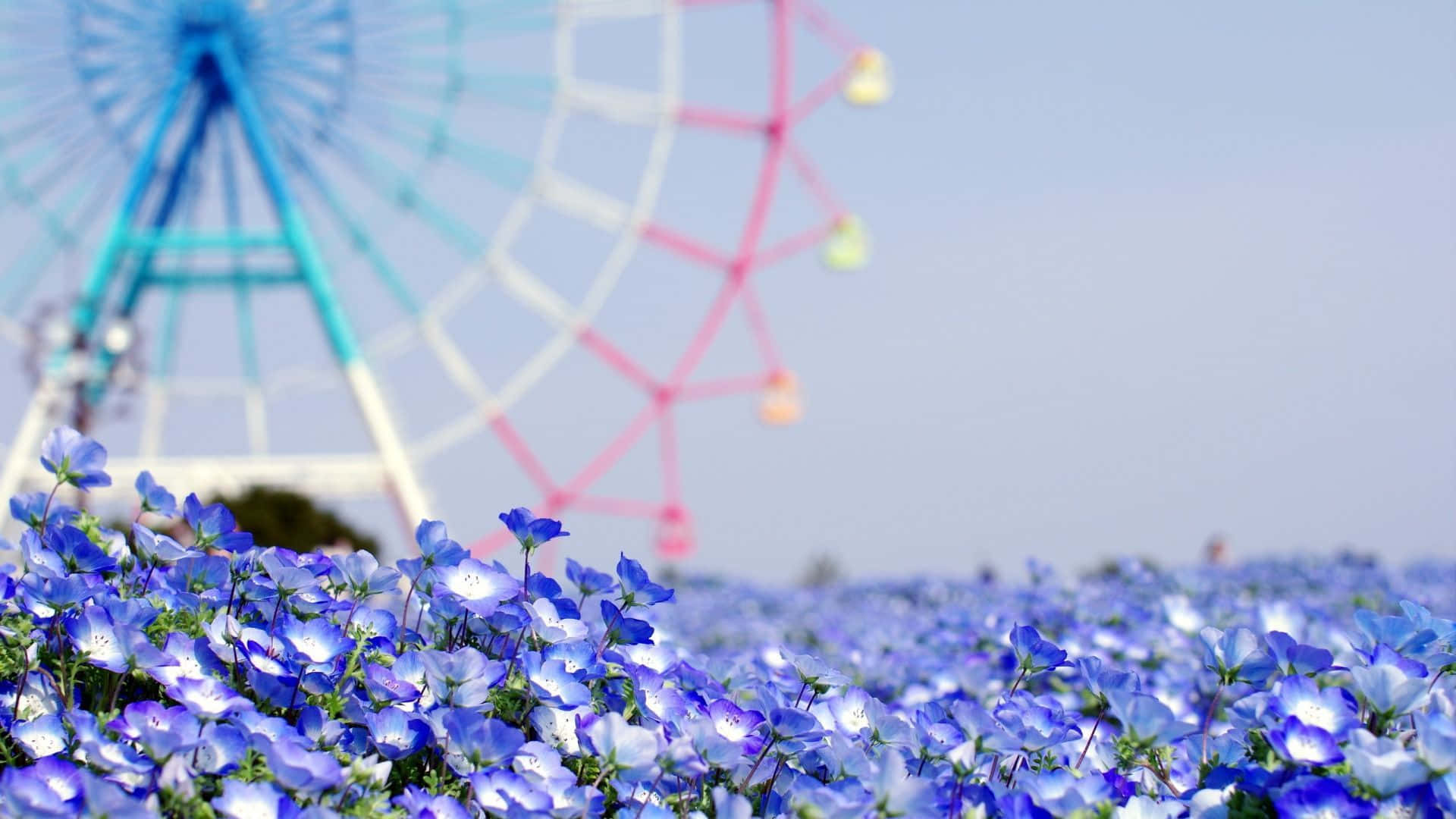 Tumblr Flower 桌布 壁紙 — 一片充滿活力的藍色花田，在晴朗的天空下向色彩繽紛、模糊的摩天輪延伸。
