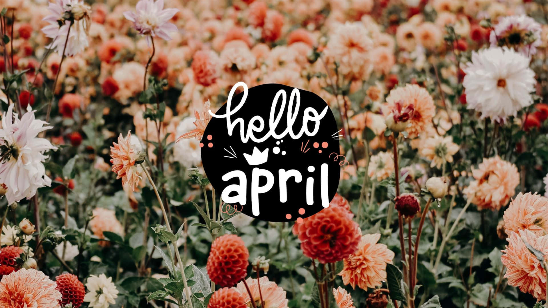 April 桌布 壁紙 — 一片充滿活力的蜜桃色和白色大麗花田，上面有一個黑色圓形圖案，以白色草書寫著 hello april。