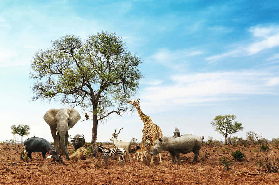 animals 桌布 壁紙 — 一片充滿活力的非洲大草原景象，大象、長頸鹿、犀牛和斑馬聚集在一棵孤獨的金合歡樹下，頭頂是明亮的藍天。