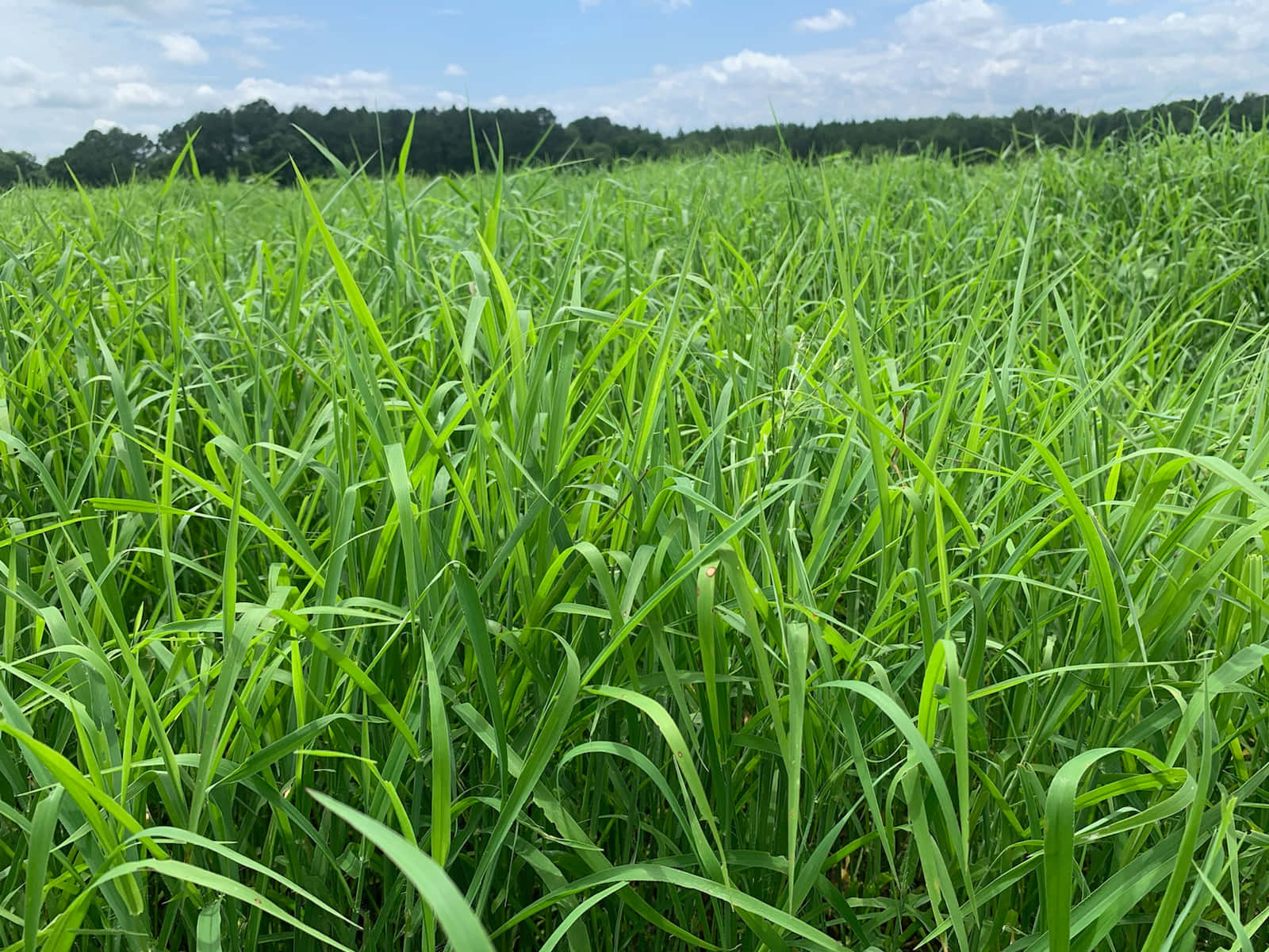 Grass 桌布 壁紙 — 一片充滿活力的高大綠草地在明亮的藍天下輕輕搖曳，點綴著蓬鬆的白雲。