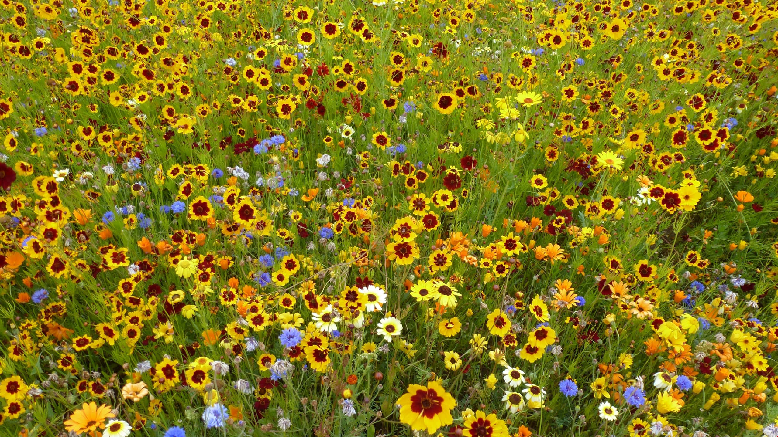 Wildflower 桌布 壁紙 — 一片充滿活力的黃色、橙色和藍色野花在陽光明媚的草地上輕輕搖曳。