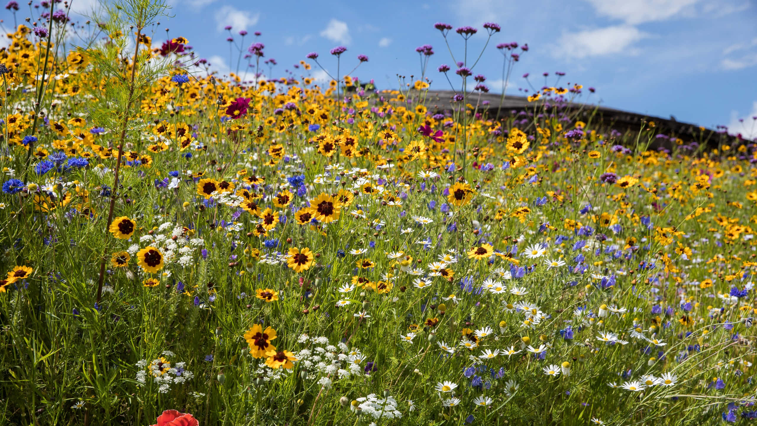 Wild Flower In Meadows 桌布 壁紙 — 一片充滿活力的黃色向日葵、白色雛菊和紫色野花田，在藍天白雲下搖曳生姿。