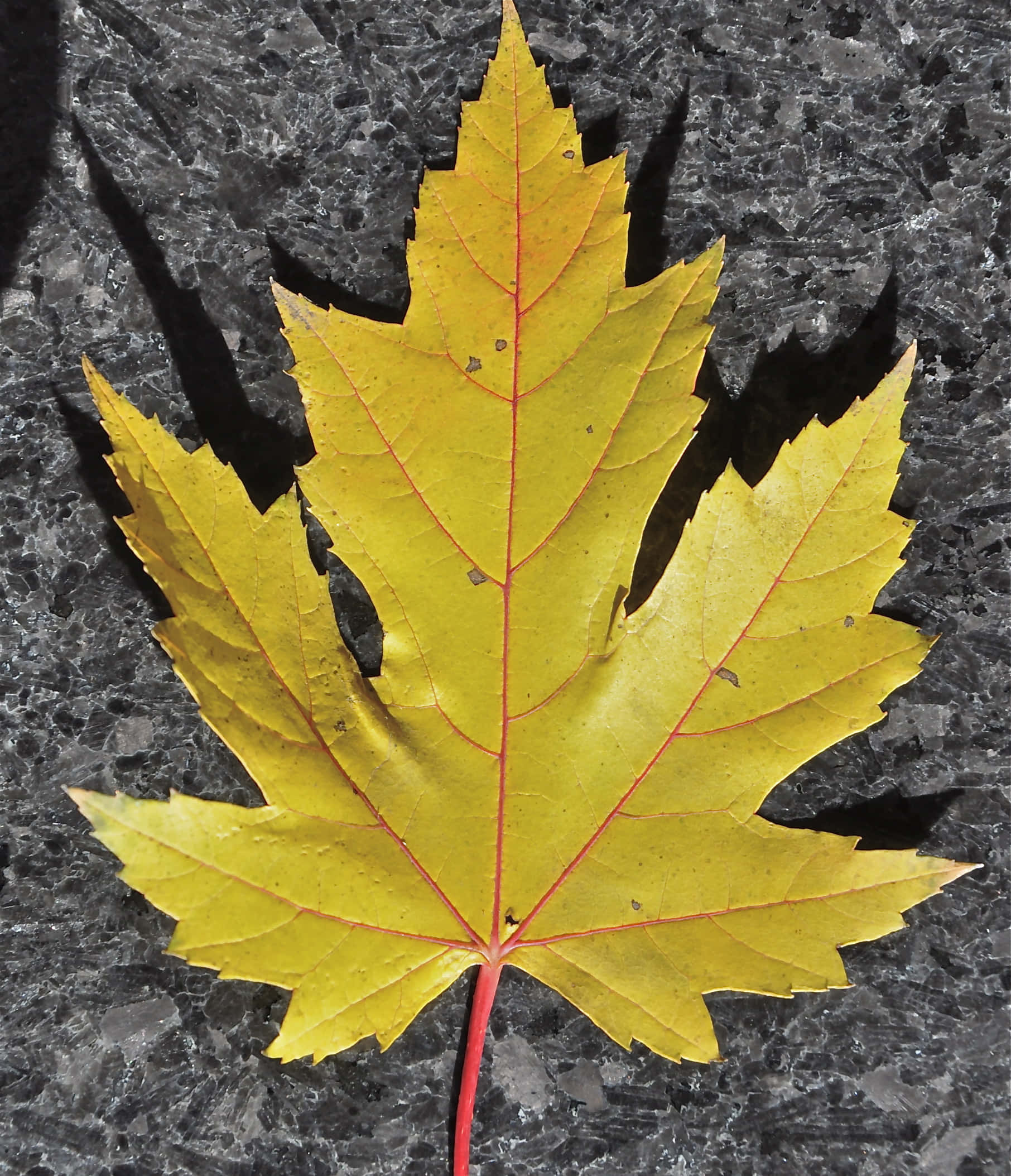 Maple Leaf 桌布 壁紙 — 一片充滿活力的黃色楓葉，帶有紅色葉脈，放置在深色斑點石面上，投射出清晰的陰影。