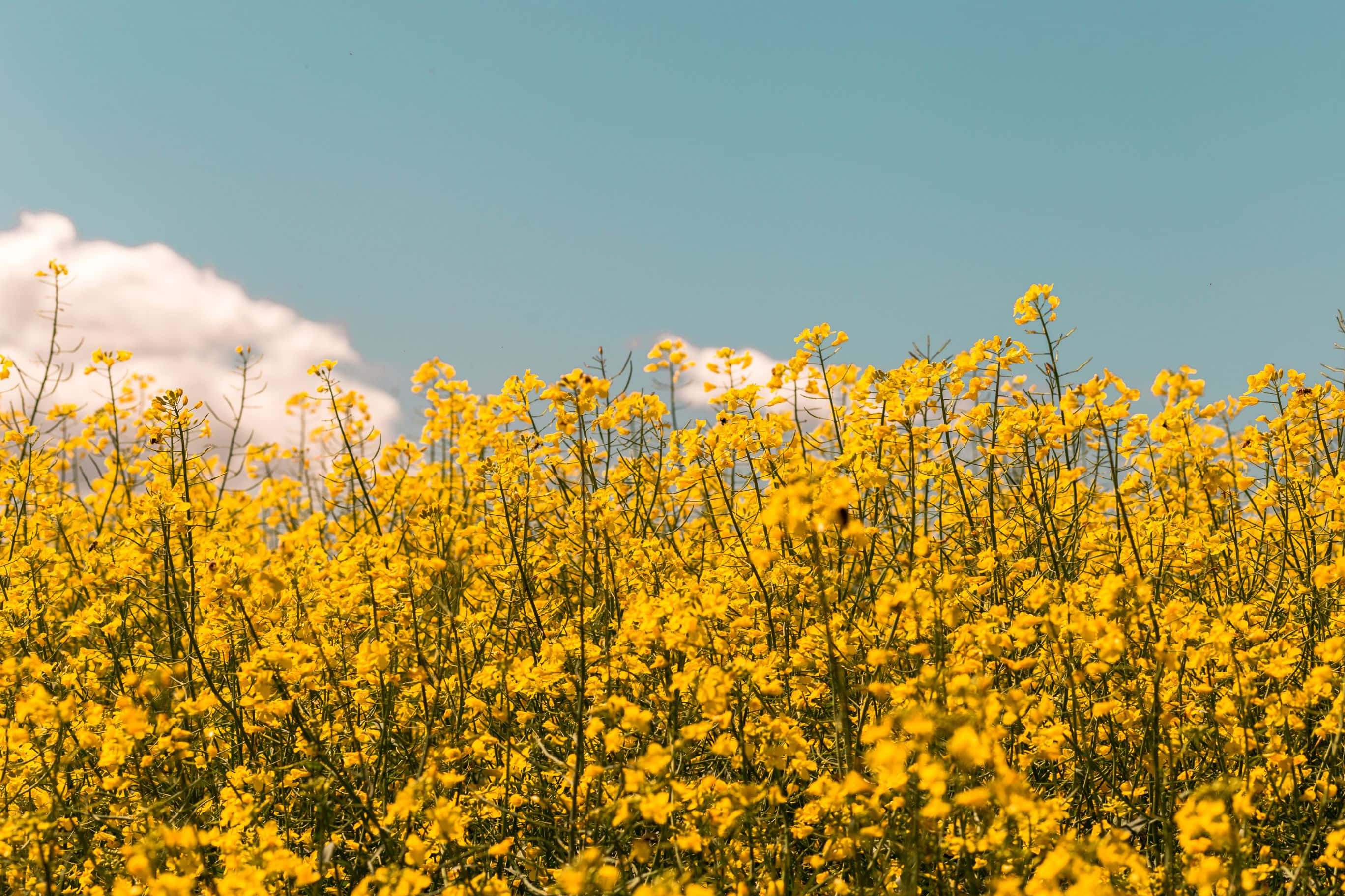 2736x1824 桌布 壁紙 — 一片充滿活力的黃色油菜花田在晴朗的藍天和蓬鬆的白雲下搖曳。